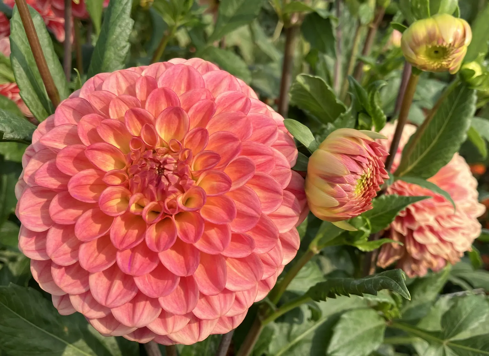 Dahlia (Dahlia 'Kelvin Floodlight') — Dahlia 'Kelvin Floodlight' is renowned for its enormous