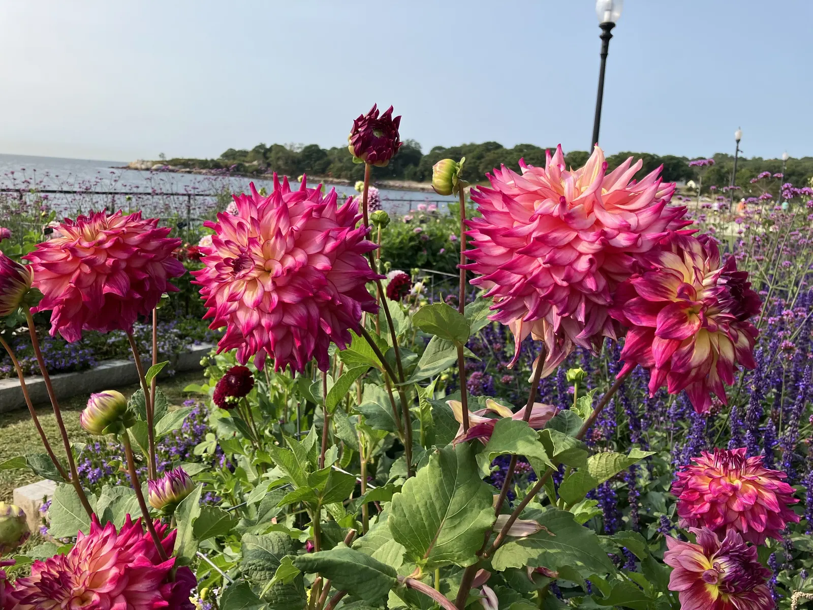 Dahlia (Dahlia 'Kelvin Floodlight') — This herbaceous perennial thrives in USDA zones 8-11 and requires full sun for optimal growth; this cultivar, image 47