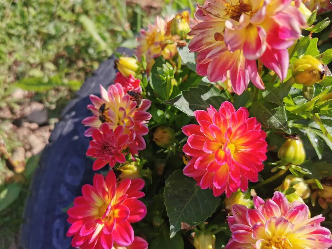 Dahlia (Dahlia 'Kelvin Floodlight') — The plant can reach a height of 36 to 48 inches with a spread of about 24 to 36 inches; especially during dry, image 78