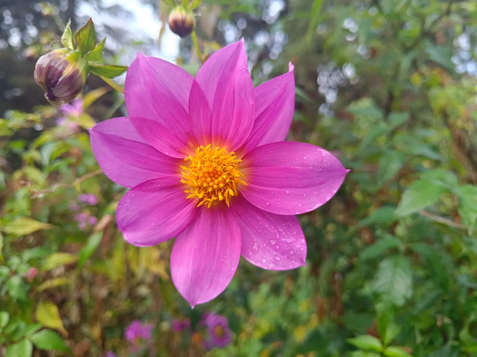 Dahlia (Dahlia 'Kelvin Floodlight') — bulb for full or half; ensuring that any garden space will captivate with its cheerful yellow hues, image 110