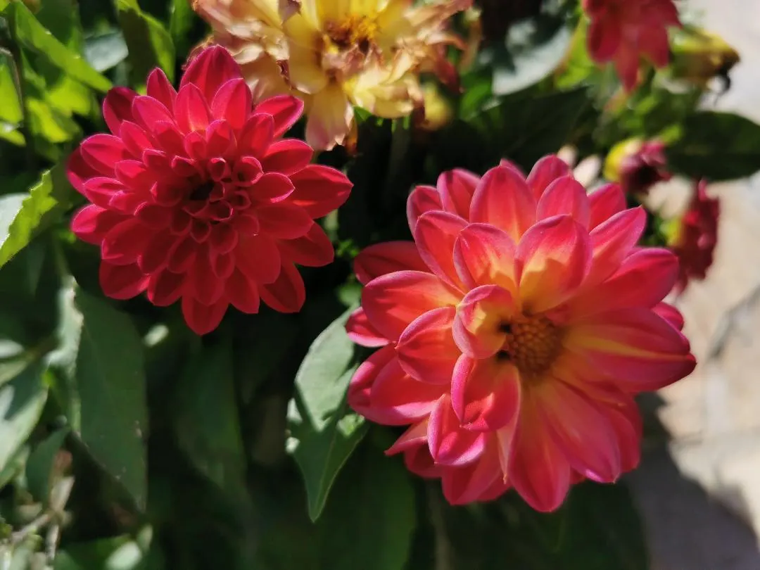 Dahlia (Dahlia 'Kelvin Floodlight') — particularly when laden with large blossoms; well-draining soil and regular watering will ensure a vibrant, image 61