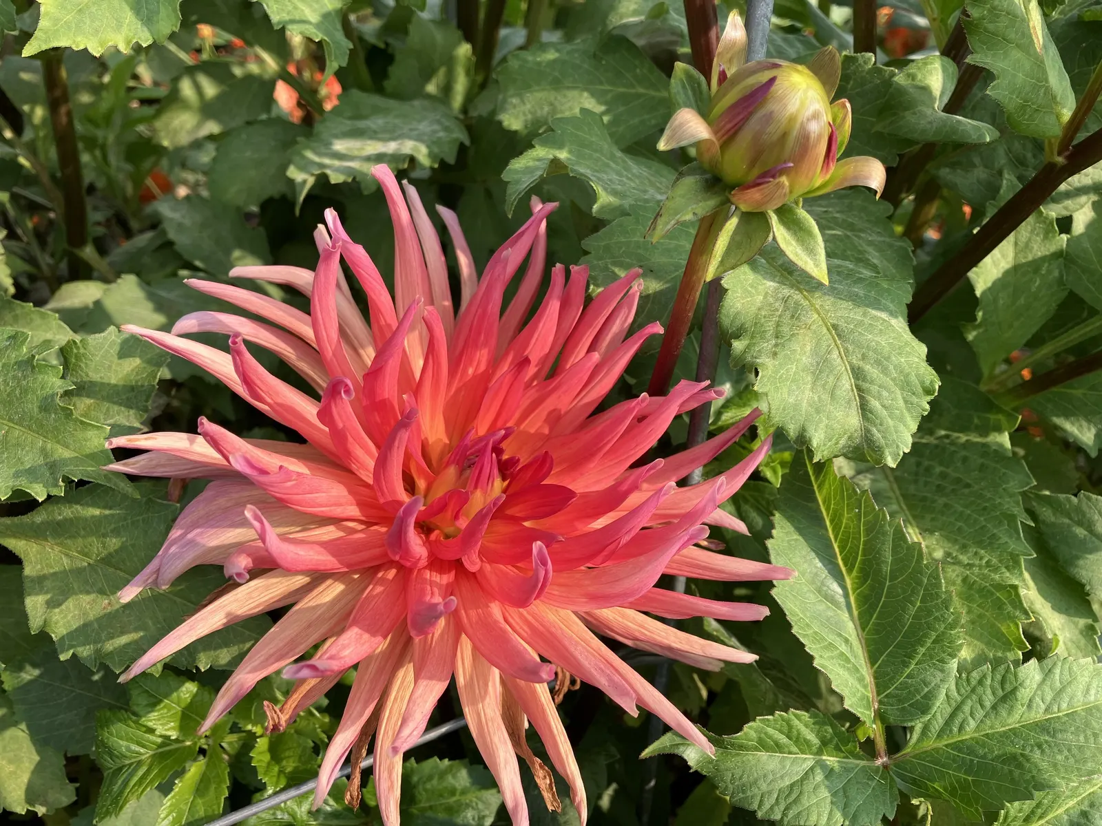 Dahlia (Dahlia 'Kelvin Floodlight') — Well-draining soil and regular watering will ensure a vibrant display from late summer to first frost, image 116