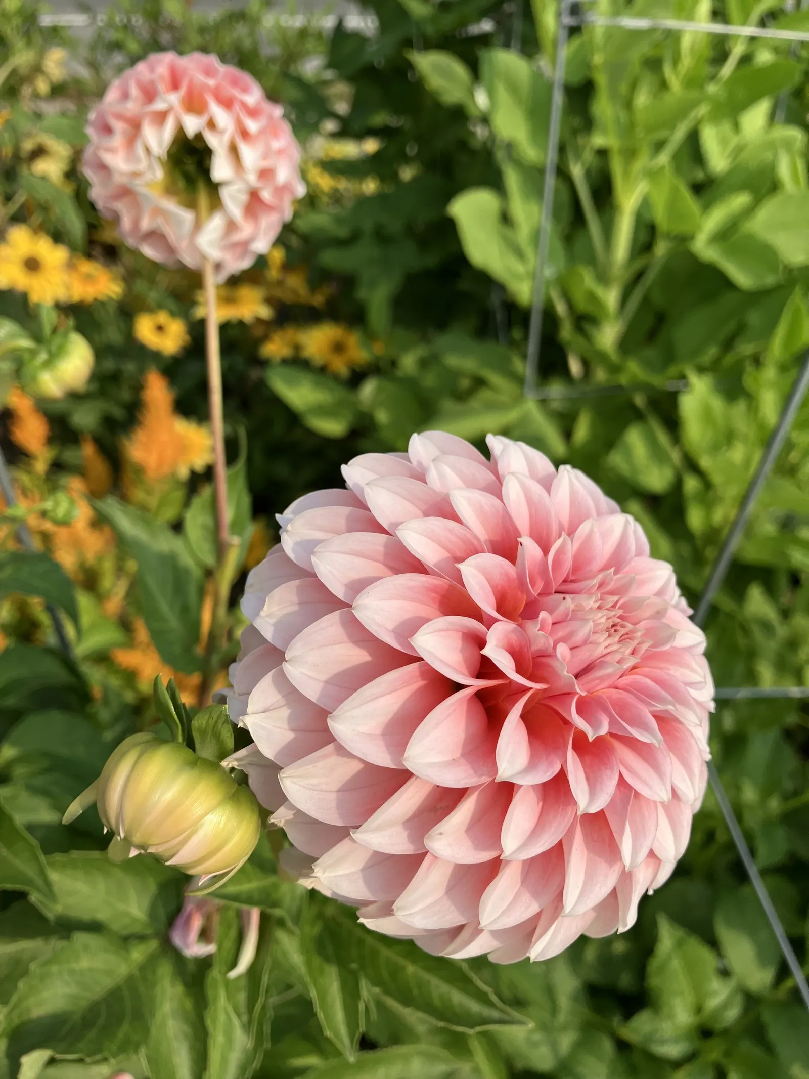 Dahlia (Dahlia 'Kelvin Floodlight') — necessitating ample space within landscape design to accommodate its robust growth; bulb for full or half, image 101