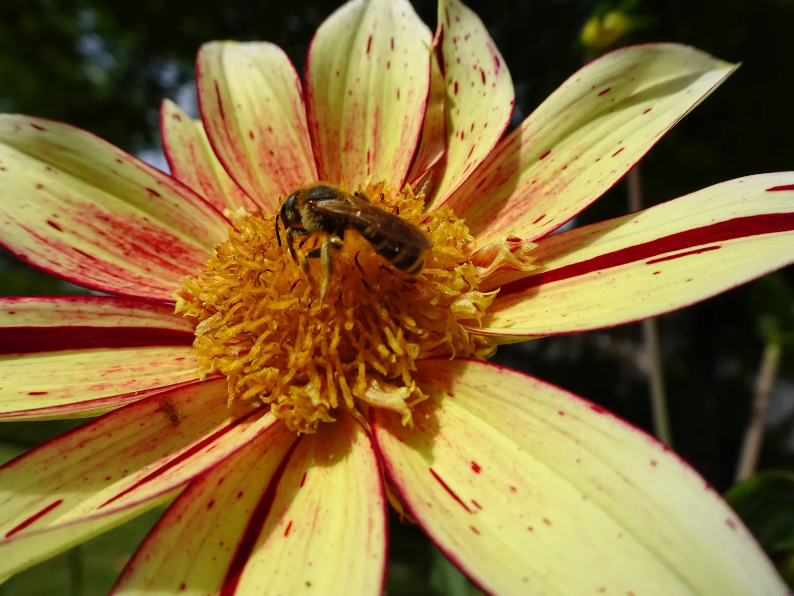 Dahlia (Dahlia 'Kelvin Floodlight') — making them a favorite for both garden displays and cut flower arrangements