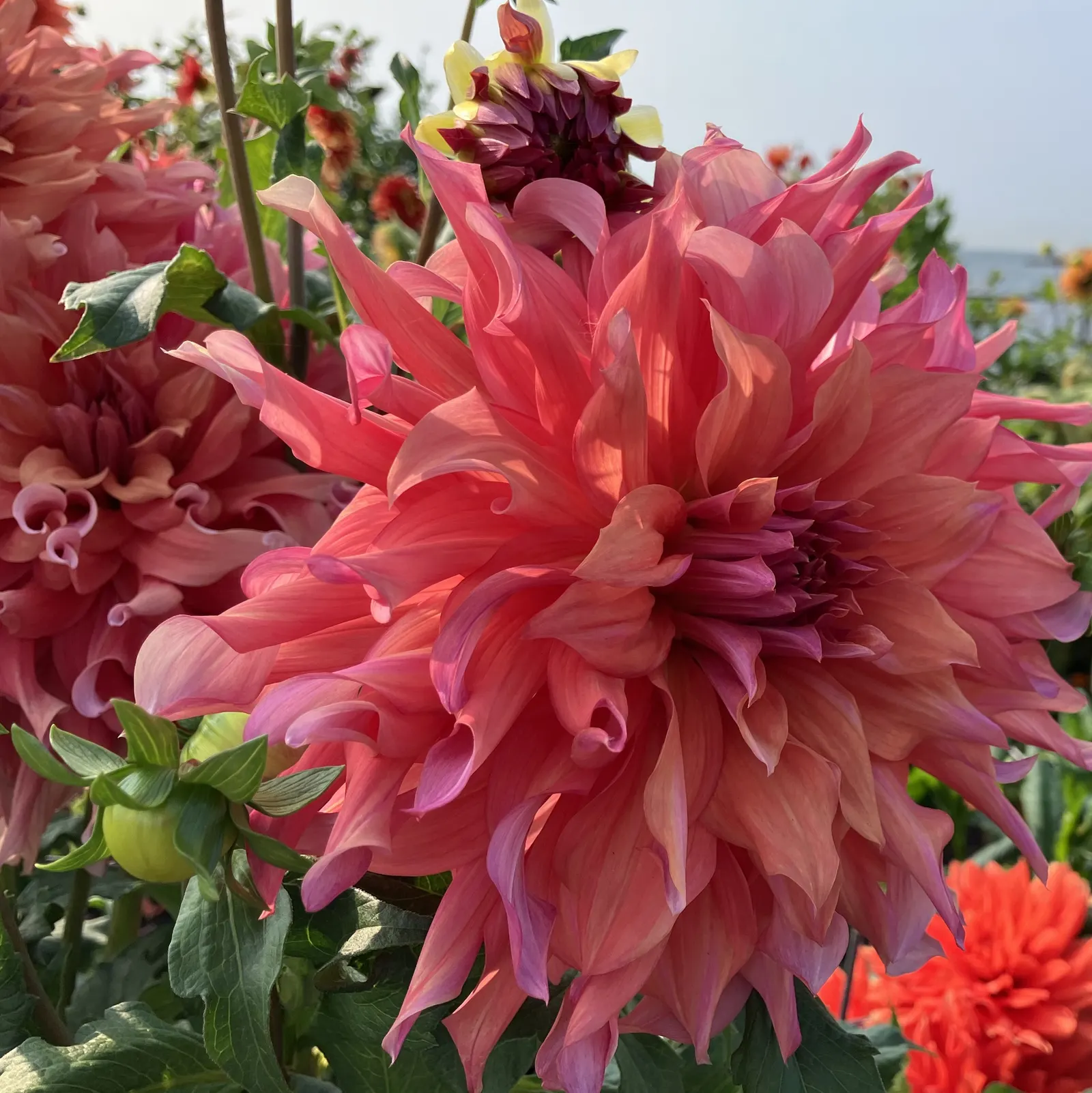 Dahlia (Dahlia 'Kelvin Floodlight') — Ideal for borders or as a stunning focal point; this herbaceous perennial thrives in USDA zones 8-11 and, image 70