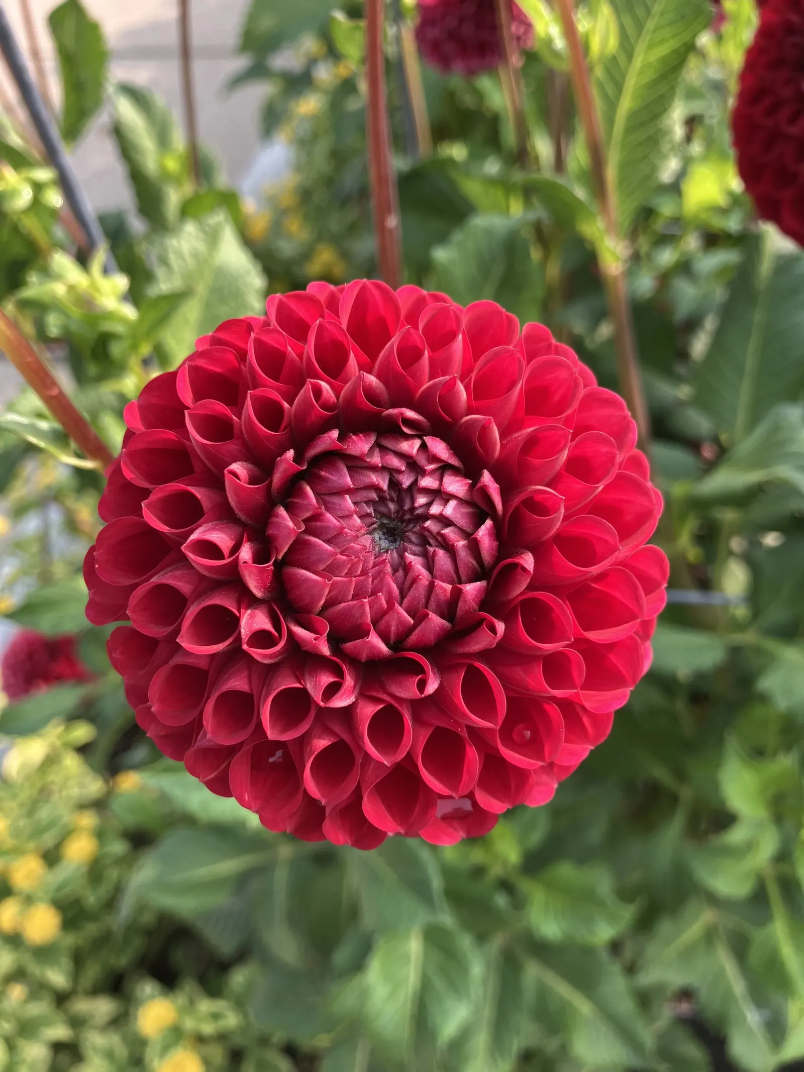 Dahlia (Dahlia 'Kelvin Floodlight') — Well-draining soil and regular watering will ensure a vibrant display from late summer to first frost, image 94