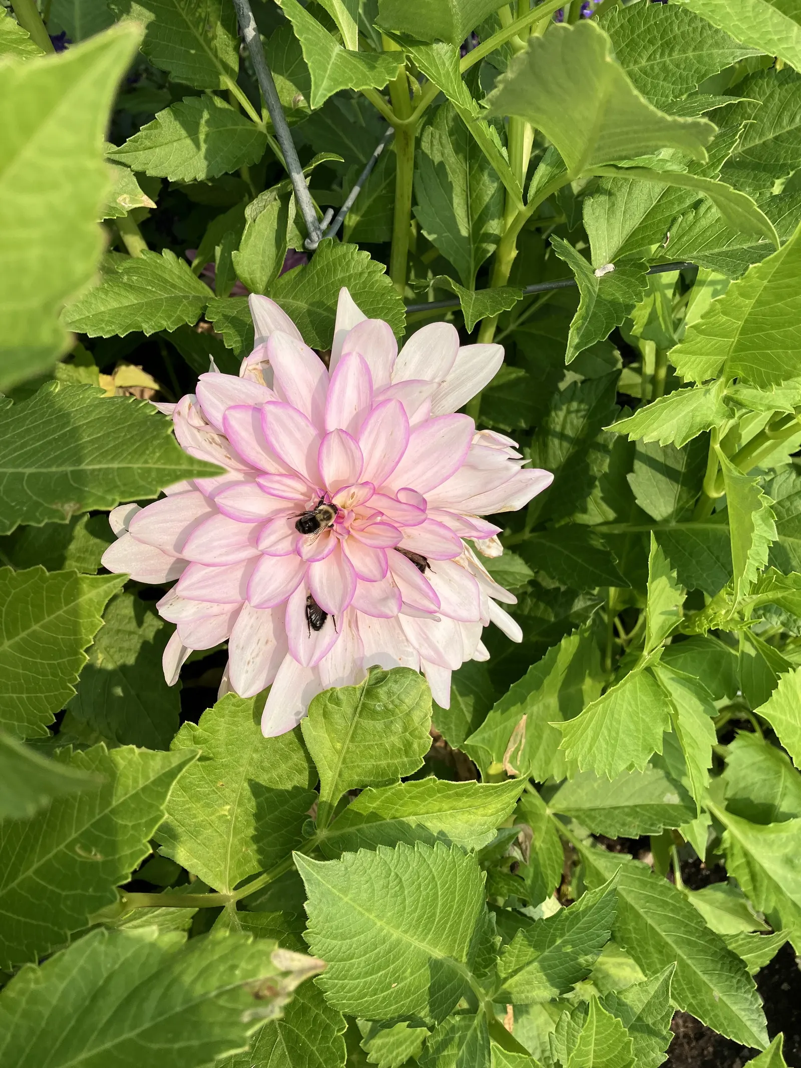 Dahlia (Dahlia 'Kelvin Floodlight') — particularly when laden with large blossoms; well-draining soil and regular watering will ensure a vibrant, image 83