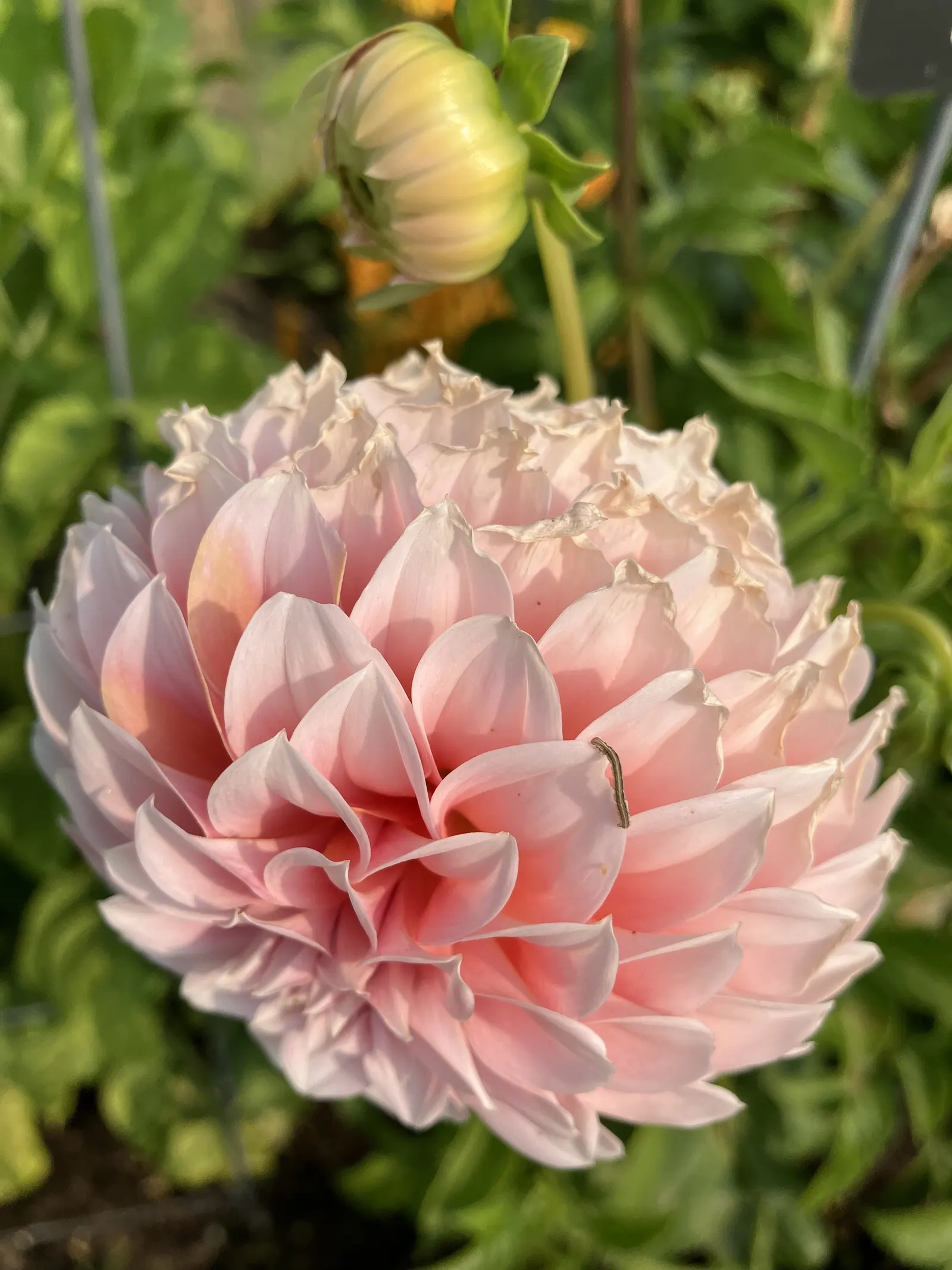 Dahlia (Dahlia 'Kelvin Floodlight') — ensuring that any garden space will captivate with its cheerful yellow hues; yellow flowers in the garden