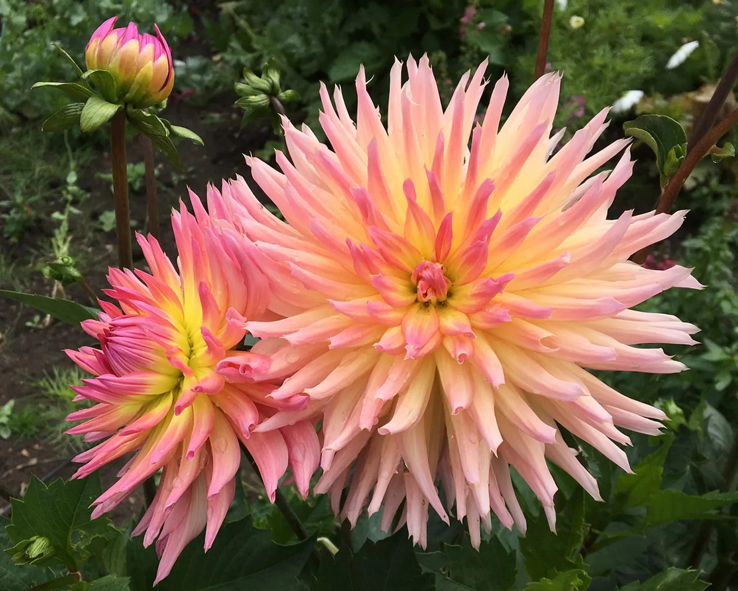 Dahlia (Dahlia 'Kelvin Floodlight') — The plant can reach a height of 36 to 48 inches with a spread of about 24 to 36 inches; especially during dry, image 122