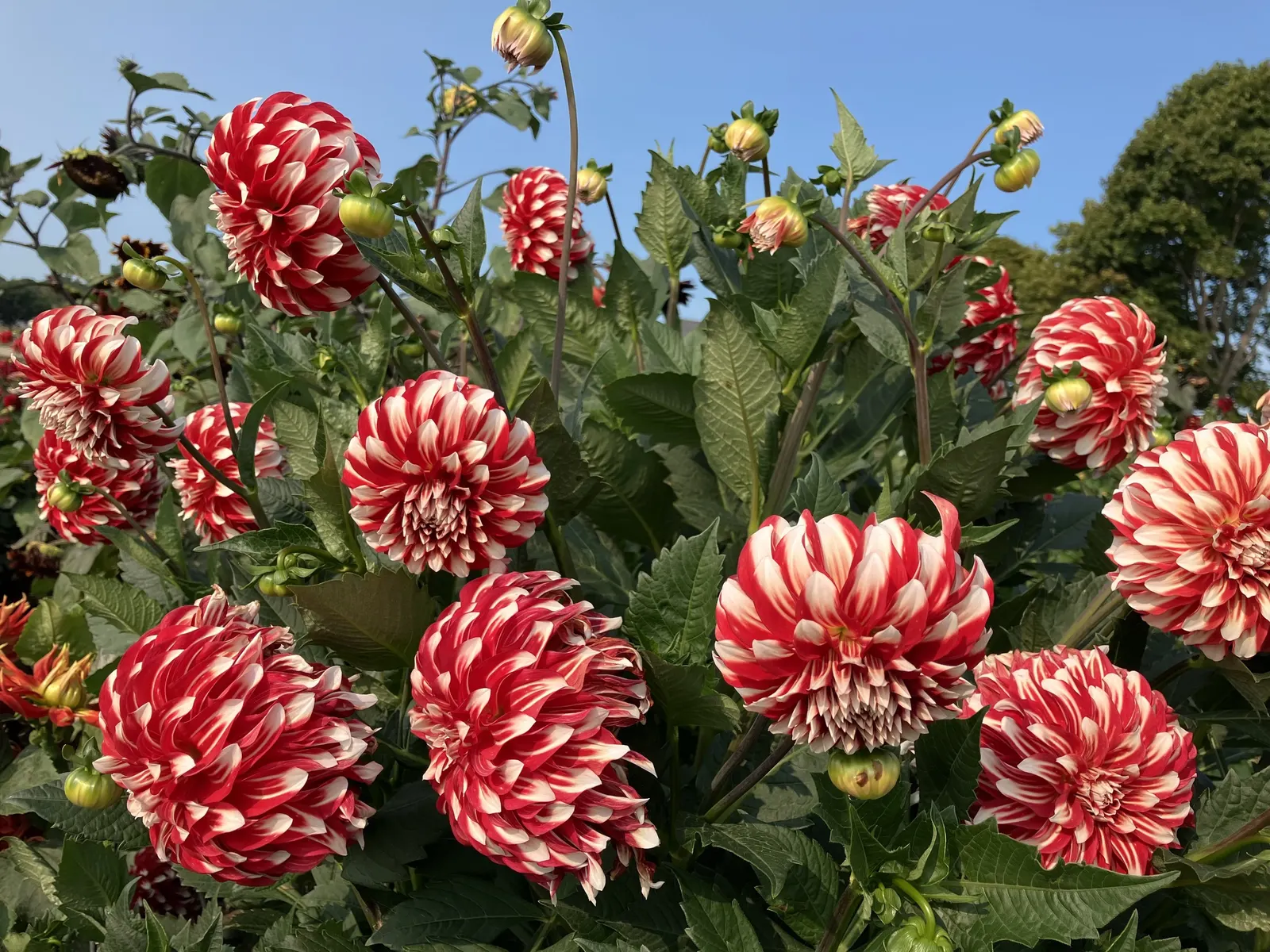 Dahlia (Dahlia 'Kelvin Floodlight') — Flowering from midsummer until the first frosts of fall; dahlia 'Kelvin Floodlight' is renowned for its, image 76