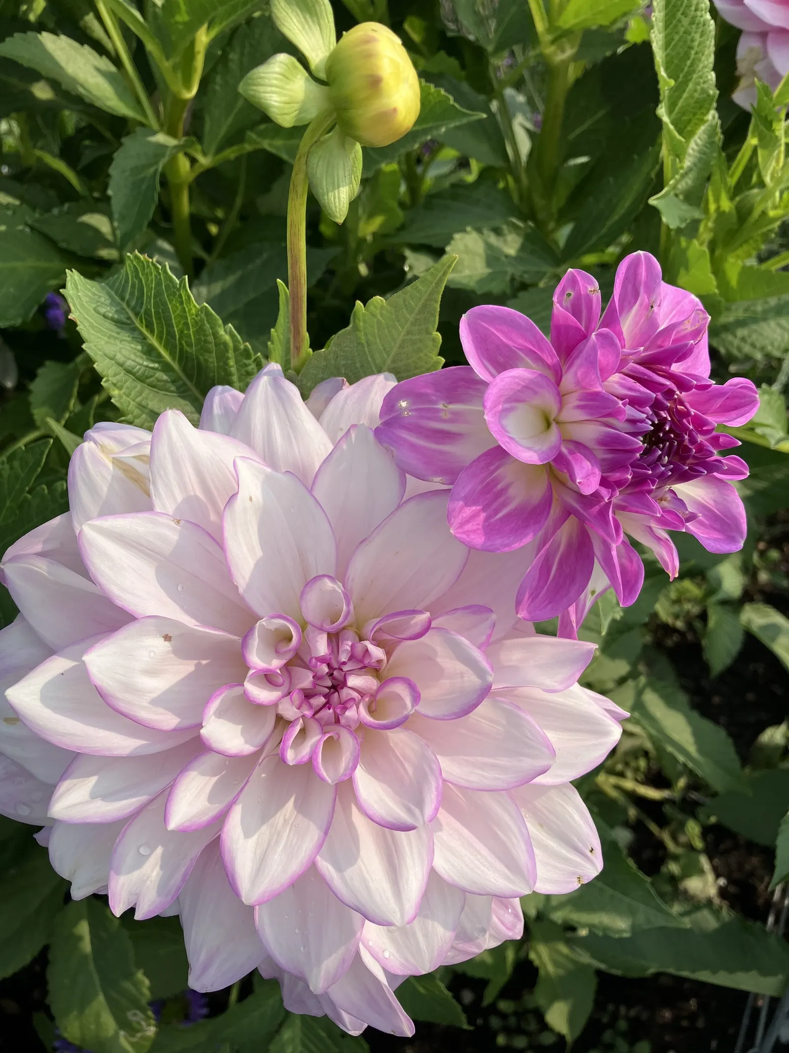 Dahlia (Dahlia 'Kelvin Floodlight') — yellow flowers in the garden