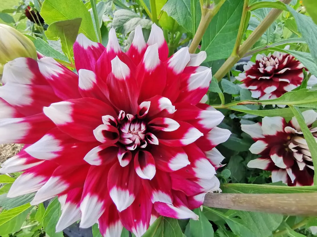 Dahlia (Dahlia 'Kelvin Floodlight') — Flowering from midsummer until the first frosts of fall; dahlia 'Kelvin Floodlight' is renowned for its enormous