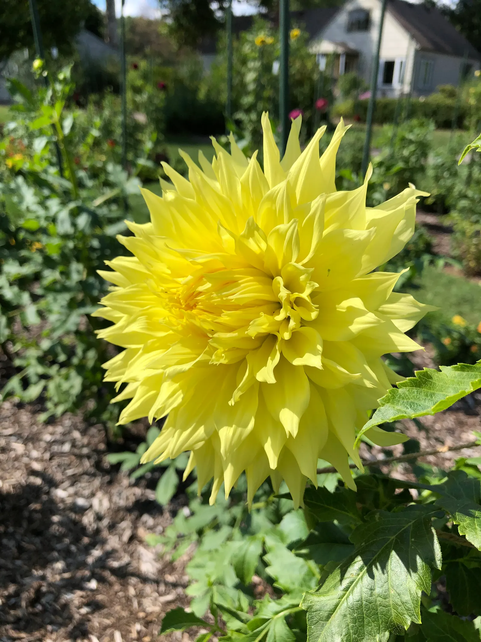 Dahlia (Dahlia 'Kelvin Floodlight') — it stands tall at about 36-48 inches with a spread of up to 24 inches; flowering from midsummer until the, image 93