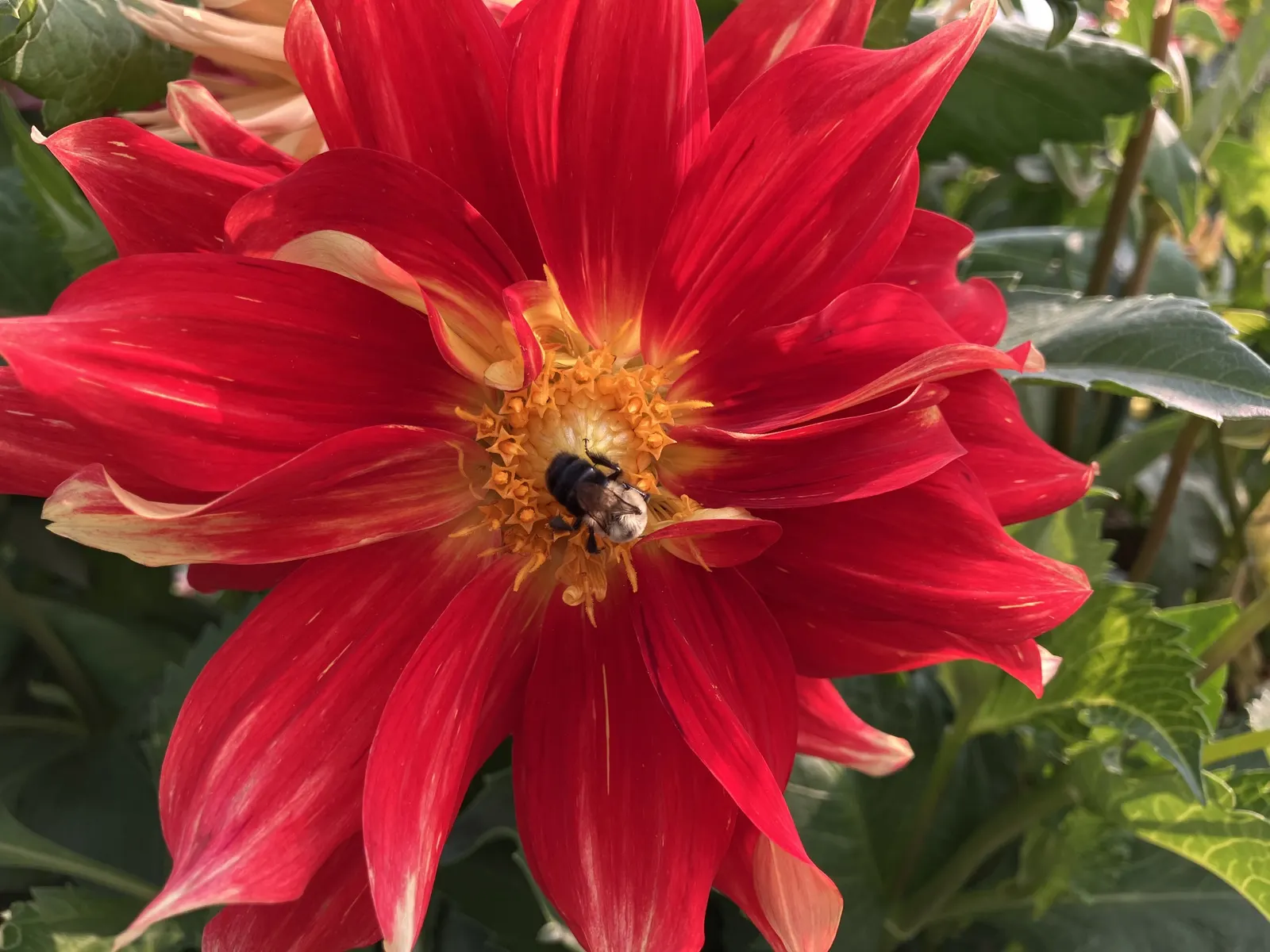 Dahlia (Dahlia 'Kelvin Floodlight') — Ideal for borders or as a stunning focal point; this herbaceous perennial thrives in USDA zones 8-11 and, image 48