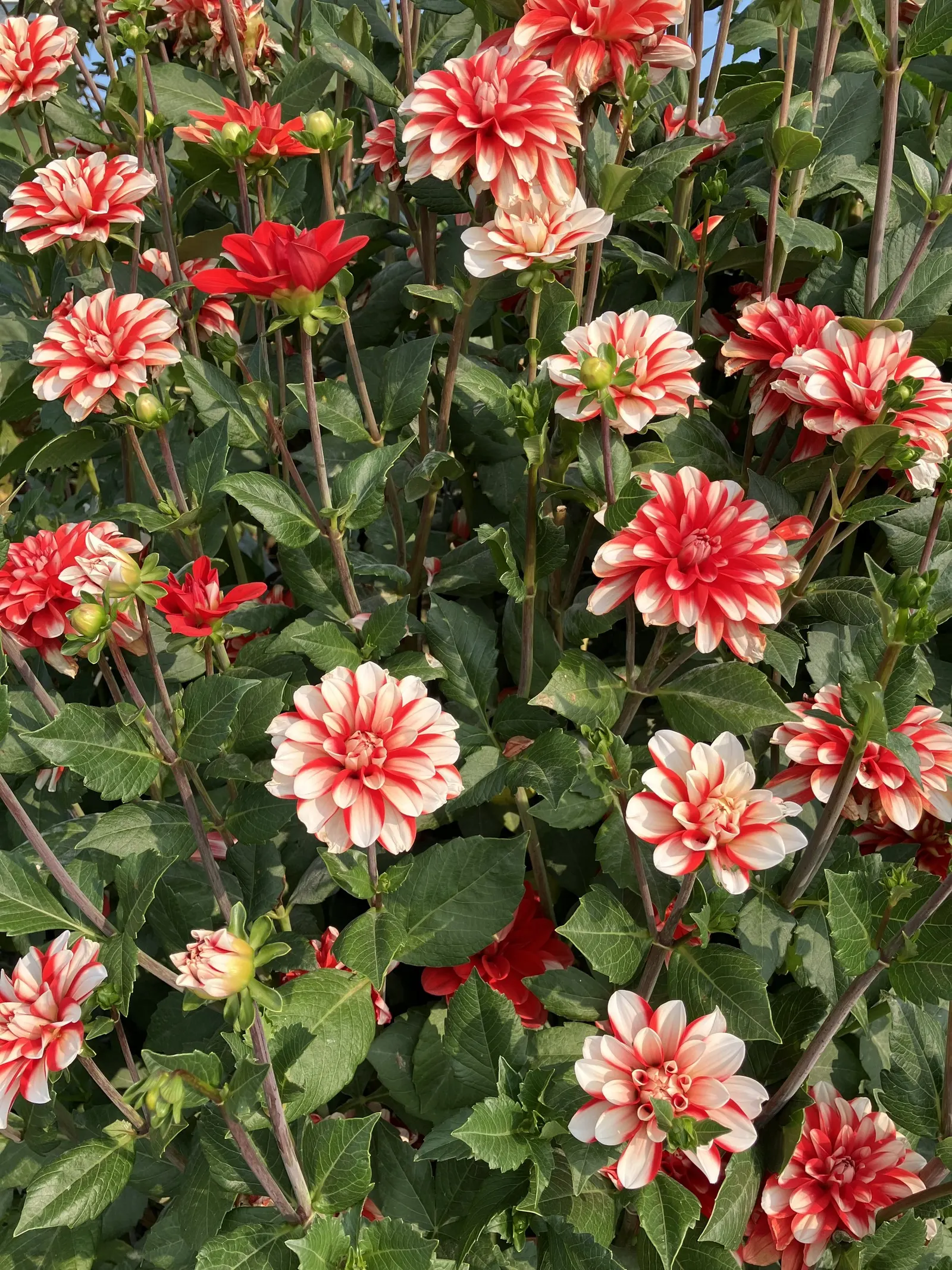Dahlia (Dahlia 'Kelvin Floodlight') — necessitating ample space within landscape design to accommodate its robust growth; bulb for full or half, image 57