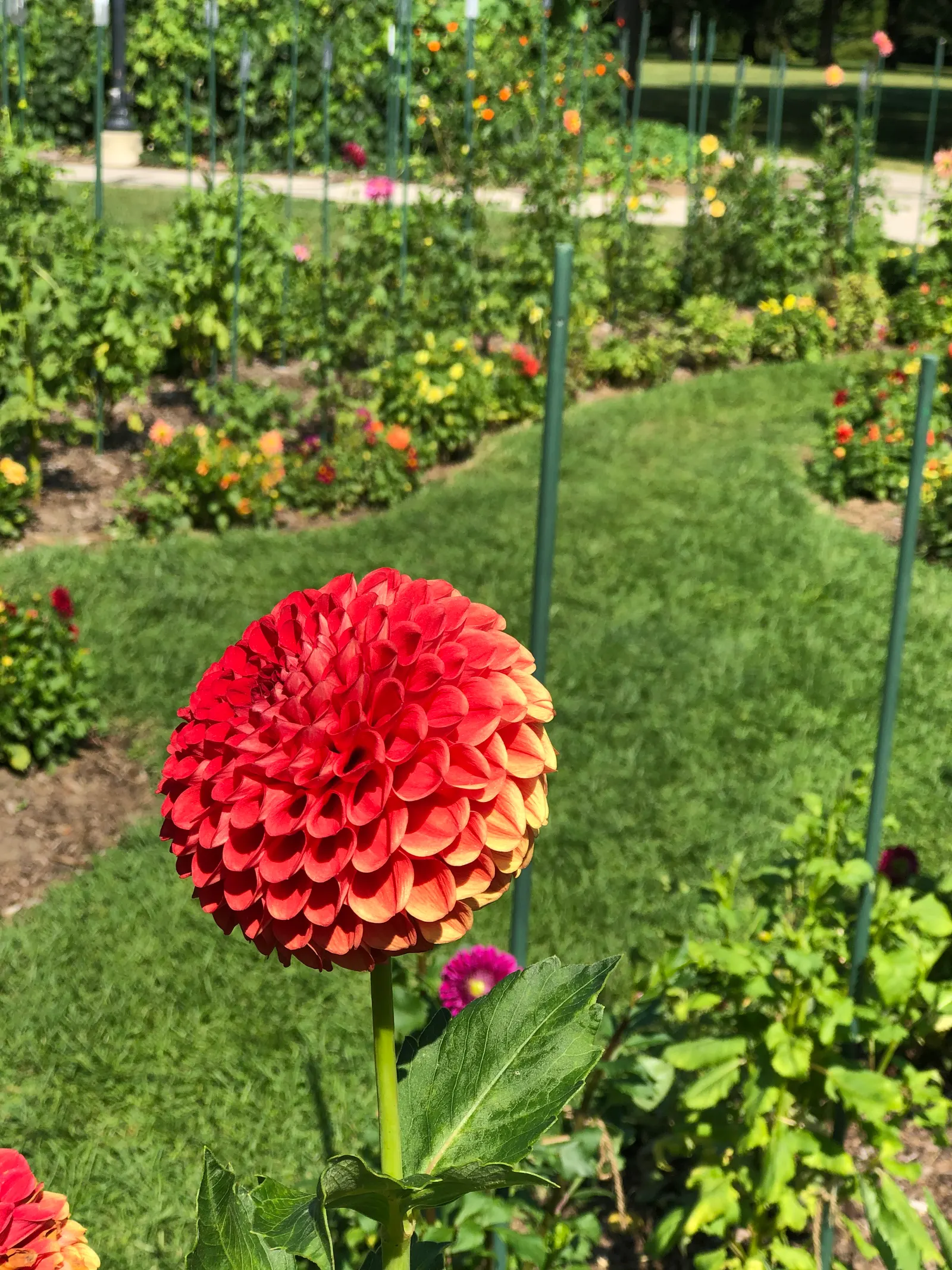 Dahlia (Dahlia 'Kelvin Floodlight') — This herbaceous perennial thrives in USDA zones 8-11 and requires full sun for optimal growth