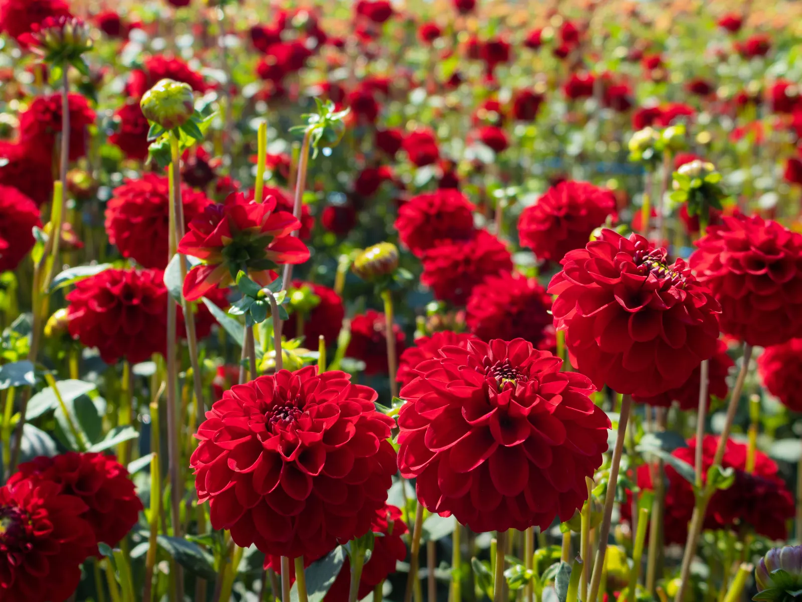 Dahlia (Dahlia 'Kelvin Floodlight') — ensuring that any garden space will captivate with its cheerful yellow hues; yellow flowers in the garden, image 107