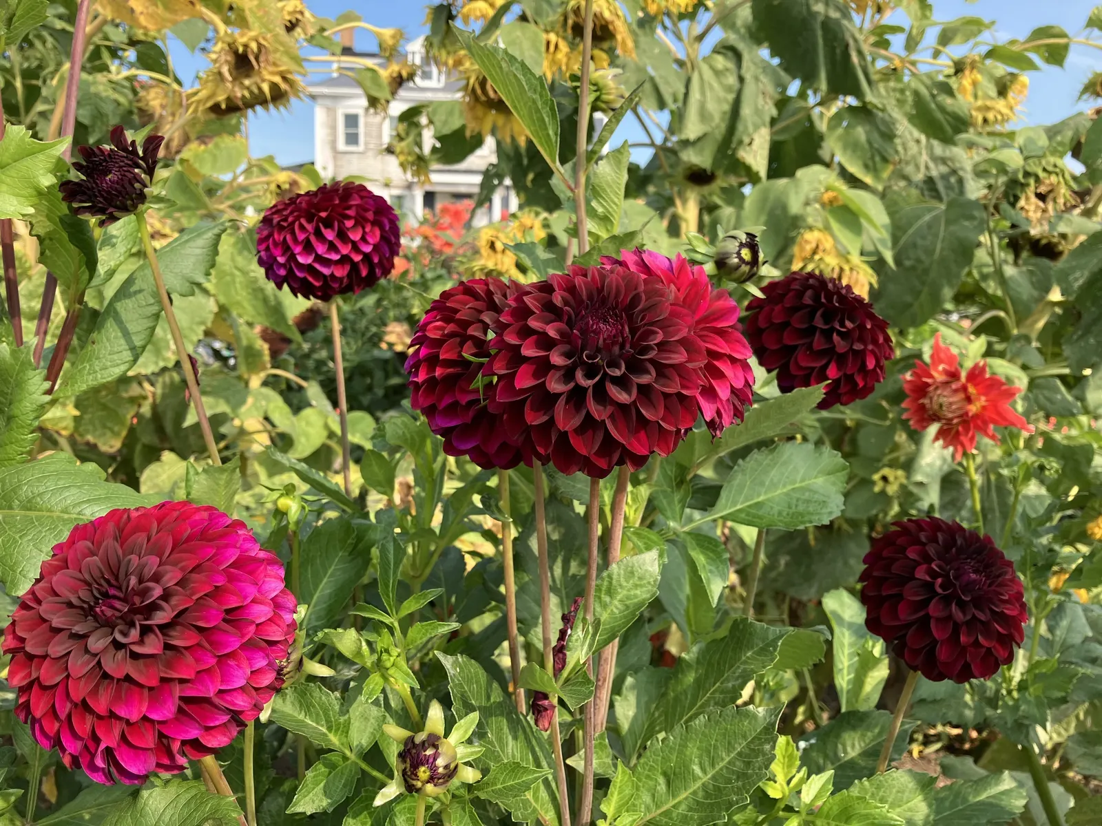 Dahlia (Dahlia 'Kelvin Floodlight') — Ideal for borders or as a stunning focal point; this herbaceous perennial thrives in USDA zones 8-11 and, image 92