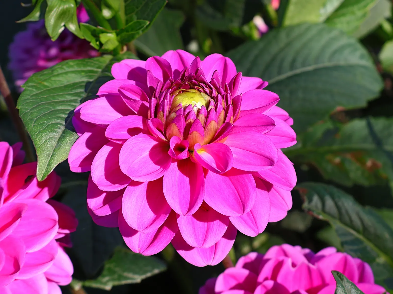 Dahlia (Dahlia 'Kelvin Floodlight') — 'Kelvin Floodlight' thrives in well-drained soil; the blooms exhibit a classic dinner-plate form, image 99