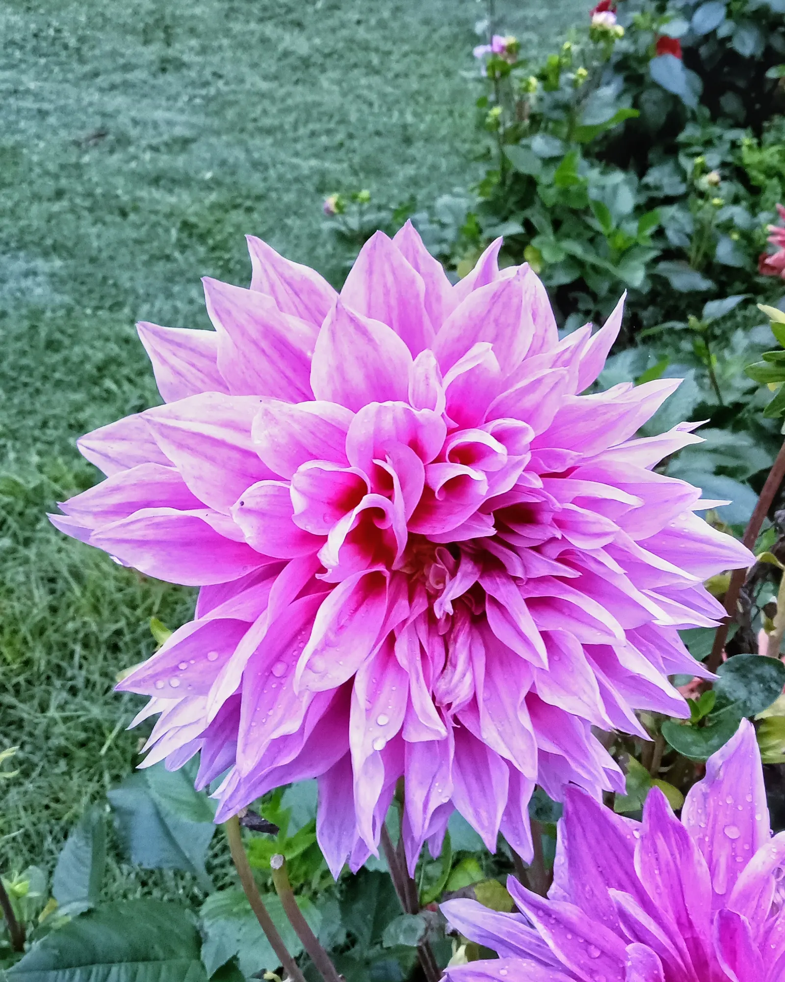 Dahlia (Dahlia 'Kelvin Floodlight') — especially during dry periods; it requires regular watering, image 59