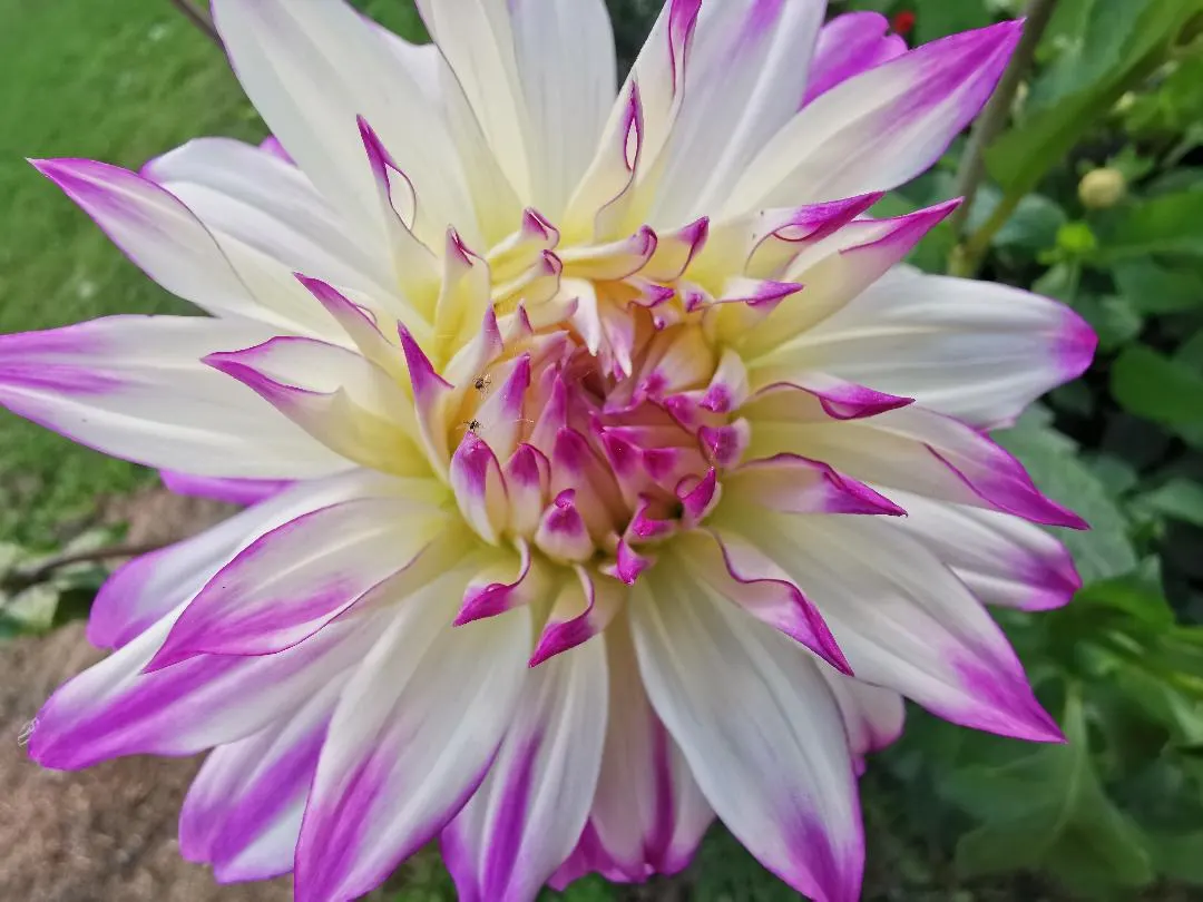 Dahlia (Dahlia 'Kelvin Floodlight') — The blooms exhibit a classic dinner-plate form