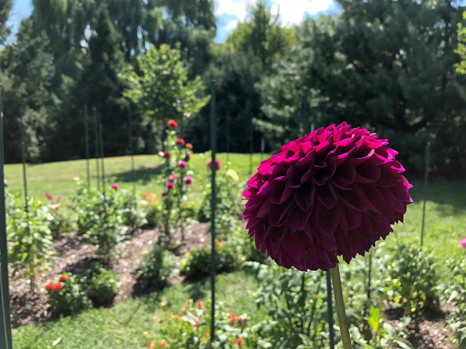 Dahlia (Dahlia 'Kelvin Floodlight') — reaching up to 10 inches in diameter; 'Kelvin Floodlight' thrives in well-drained soil, image 90