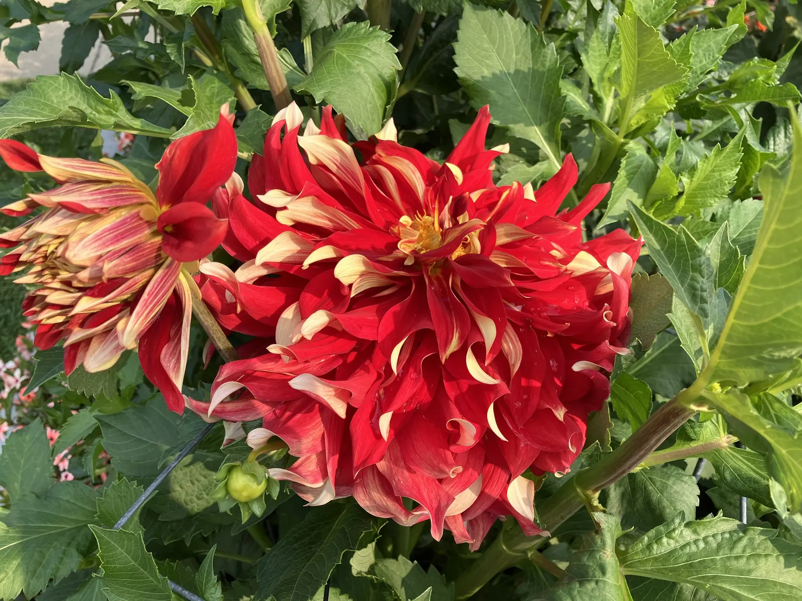 Dahlia (Dahlia 'Kelvin Floodlight') — reaching up to 10 inches in diameter; 'Kelvin Floodlight' thrives in well-drained soil, image 68