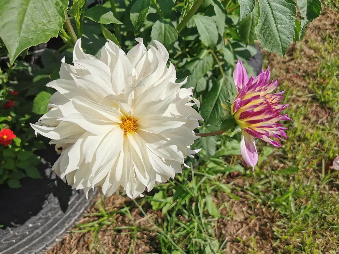 Dahlia (Dahlia 'Kelvin Floodlight') — it stands tall at about 36-48 inches with a spread of up to 24 inches; flowering from midsummer until the first frosts of