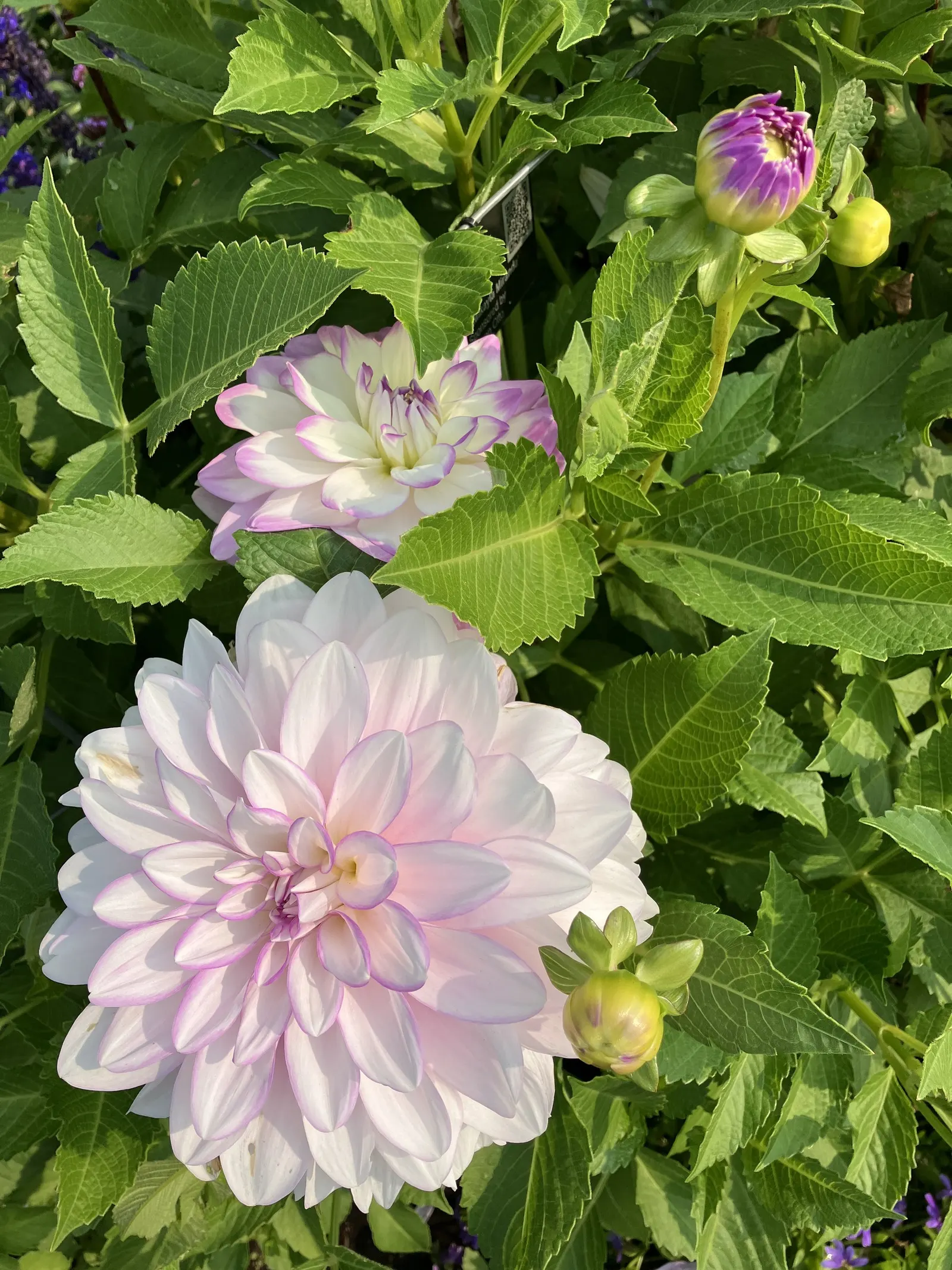 Dahlia (Dahlia 'Kelvin Floodlight') — This herbaceous perennial thrives in USDA zones 8-11 and requires full sun for optimal growth; this cultivar is generally