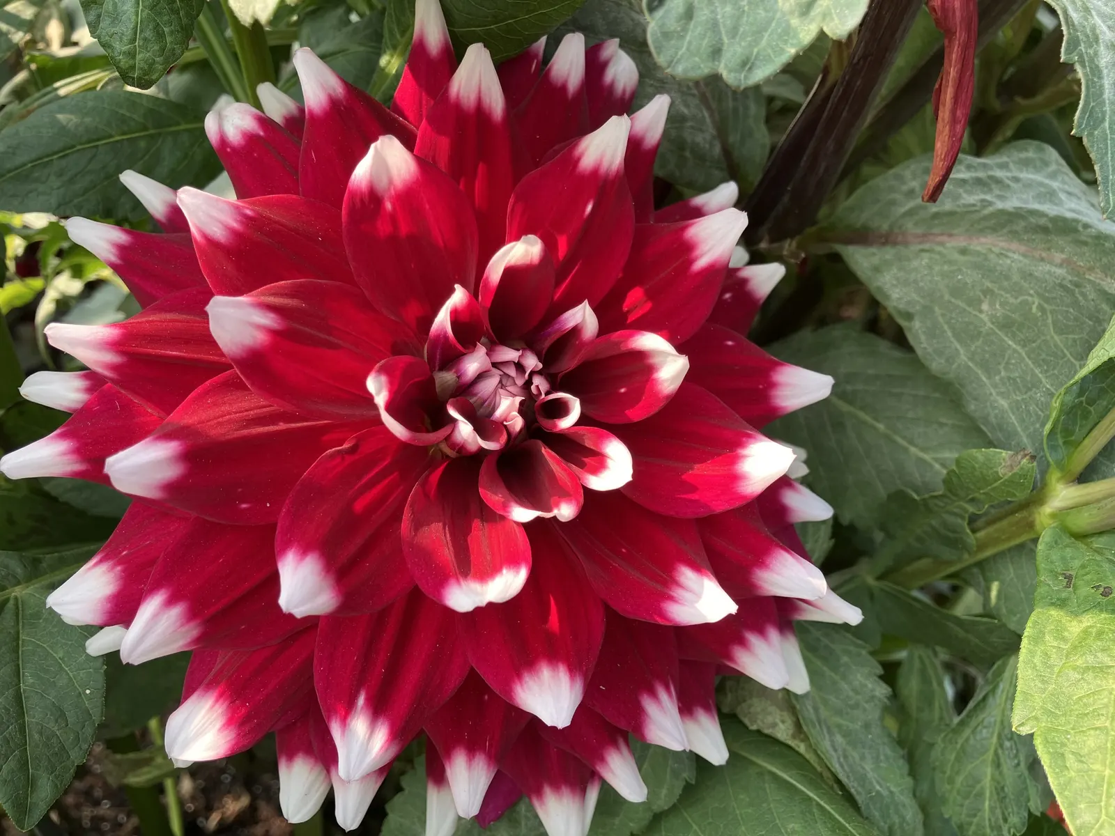 Dahlia (Dahlia 'Kelvin Floodlight') — especially during dry periods; it requires regular watering, image 81
