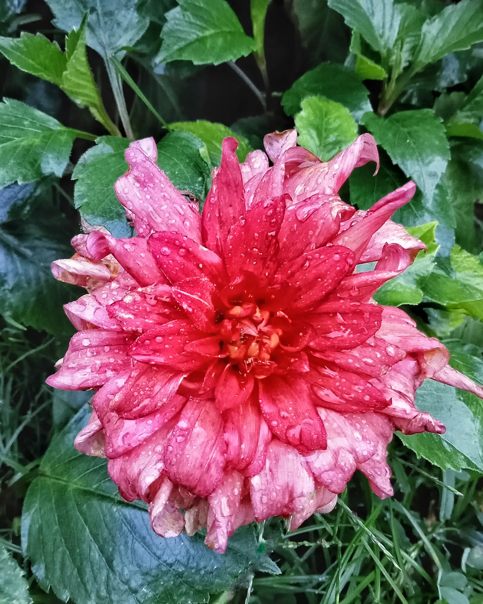 Dahlia (Dahlia 'Kelvin Floodlight') — Dahlia 'Kelvin Floodlight' is renowned for its enormous; ideal for borders or as a stunning focal point, image 67
