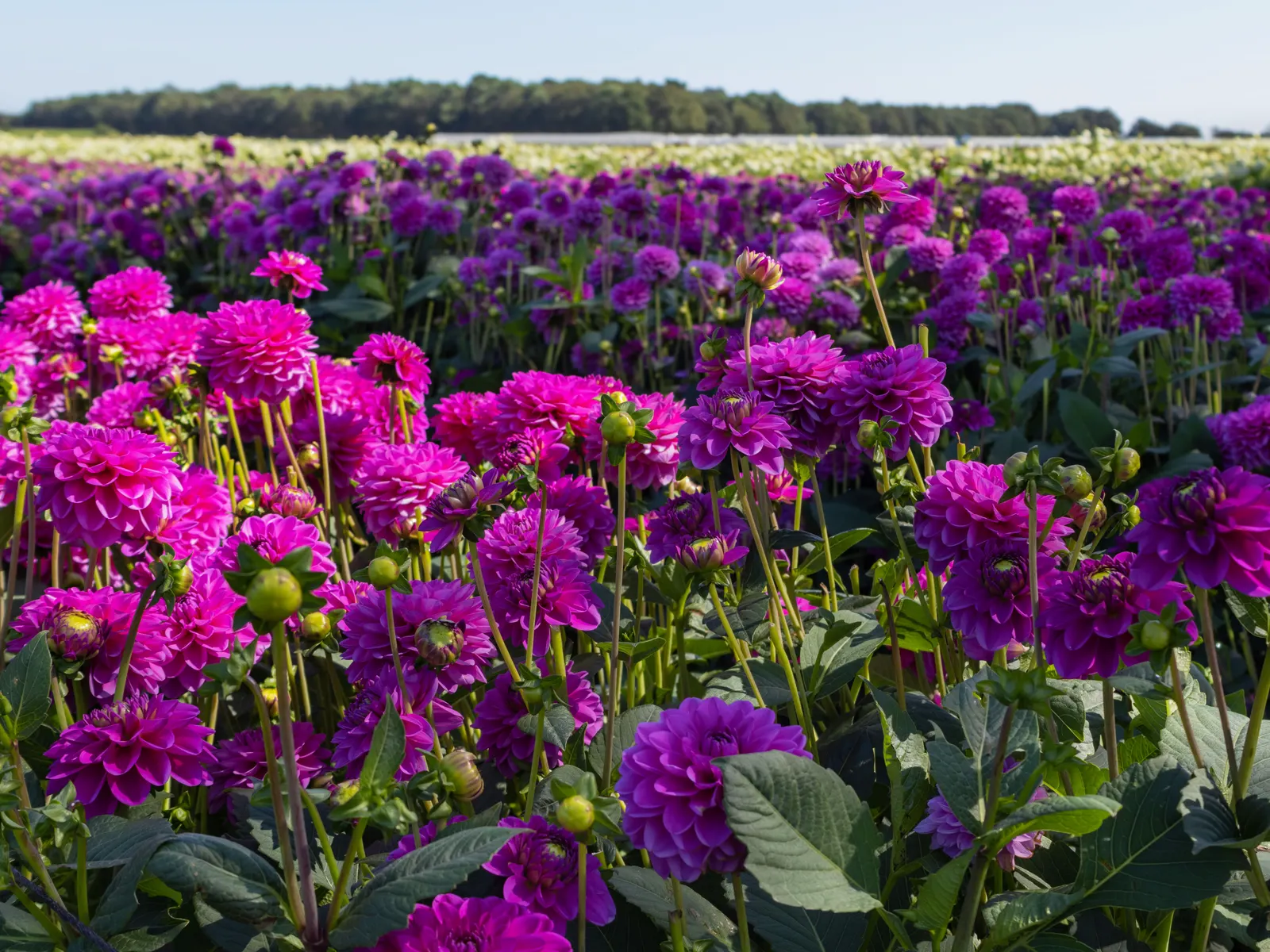 Dahlia (Dahlia 'Kelvin Floodlight') — This herbaceous perennial thrives in USDA zones 8-11 and requires full sun for optimal growth; this cultivar, image 91