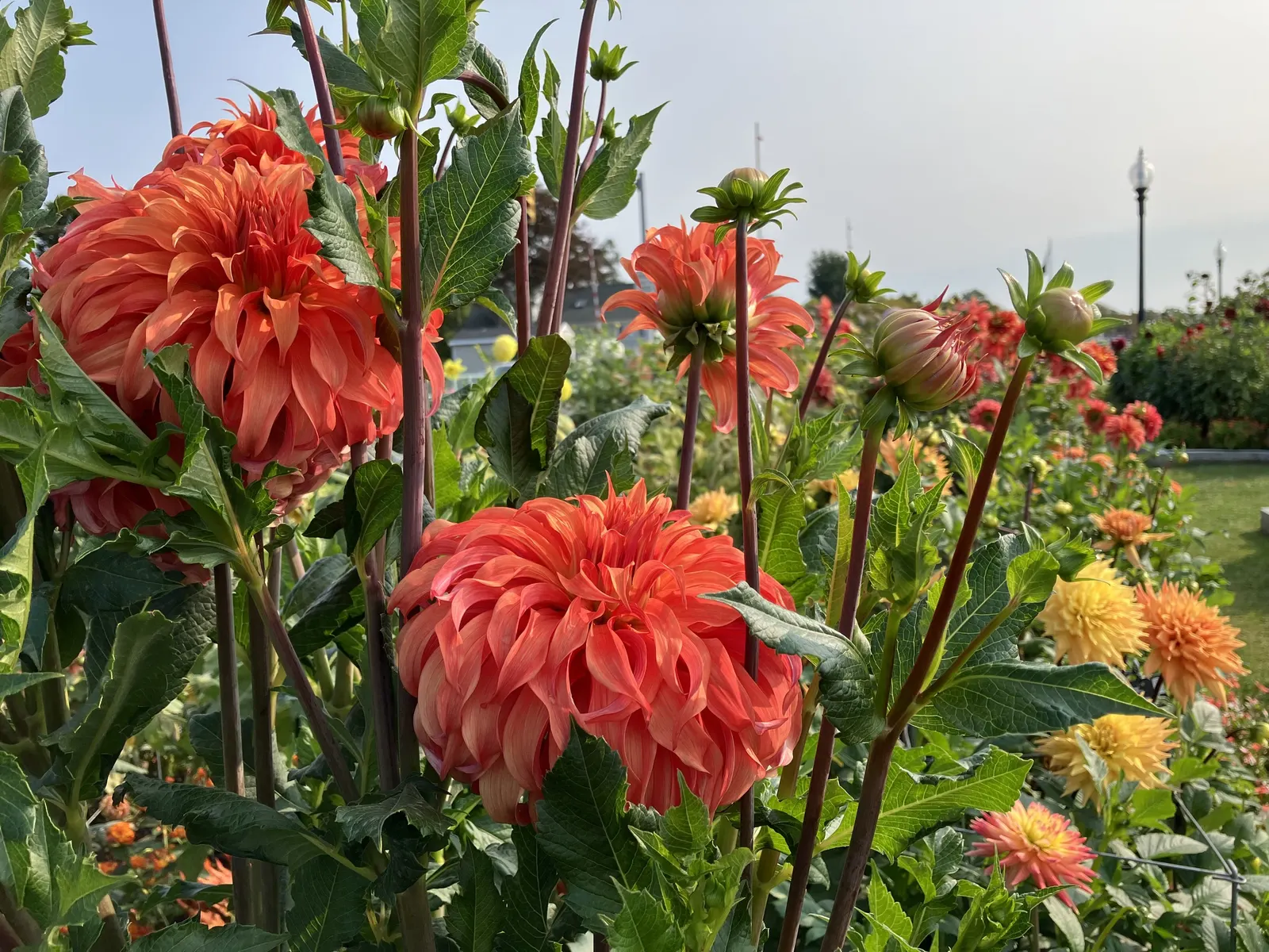 Dahlia (Dahlia 'Kelvin Floodlight') — bulb with yellow blooms; the plant can reach a height of 36 to 48 inches with a spread of about 24 to 36 inches