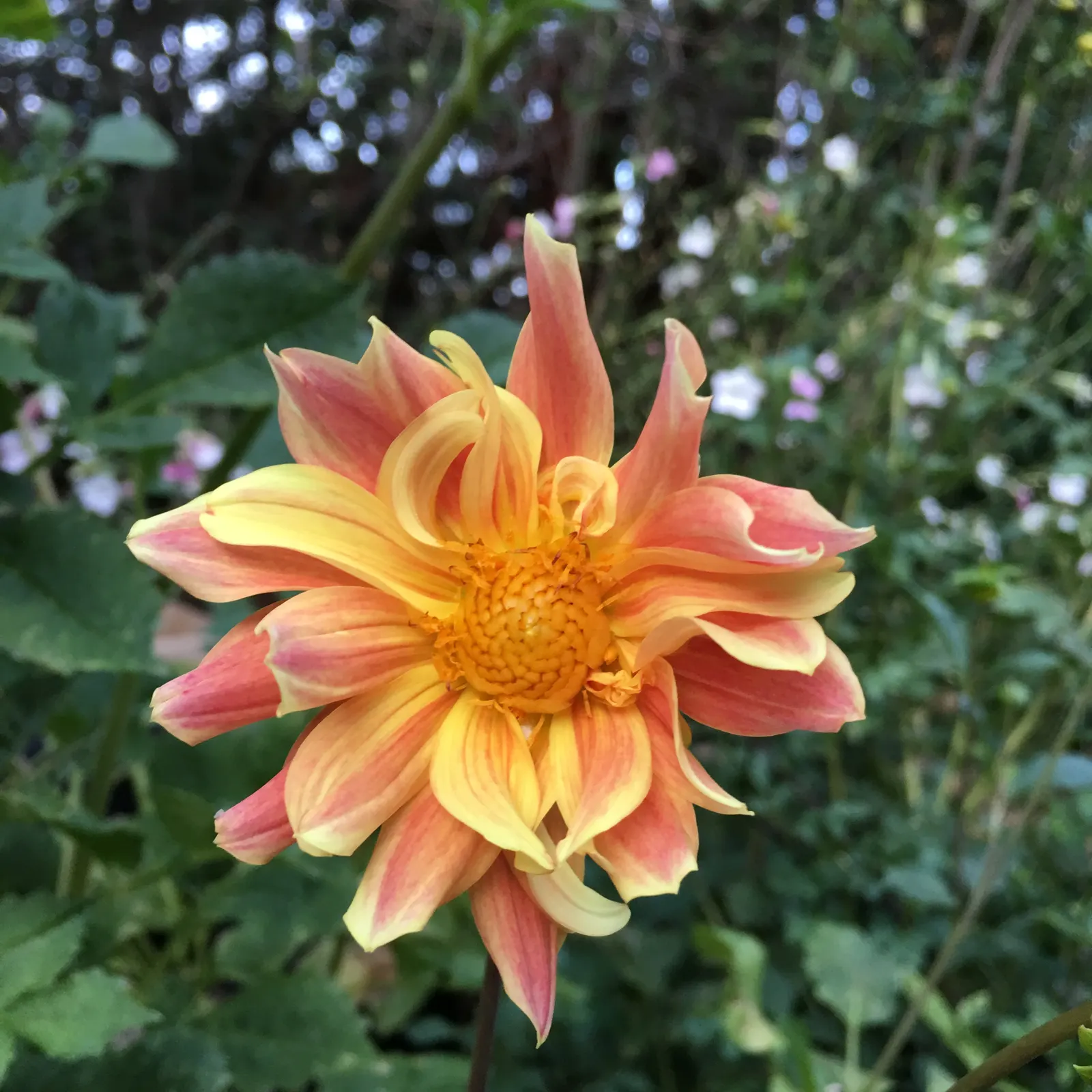 Dahlia (Dahlia 'Kelvin Floodlight') — This herbaceous perennial thrives in USDA zones 8-11 and requires full sun for optimal growth; this cultivar, image 113