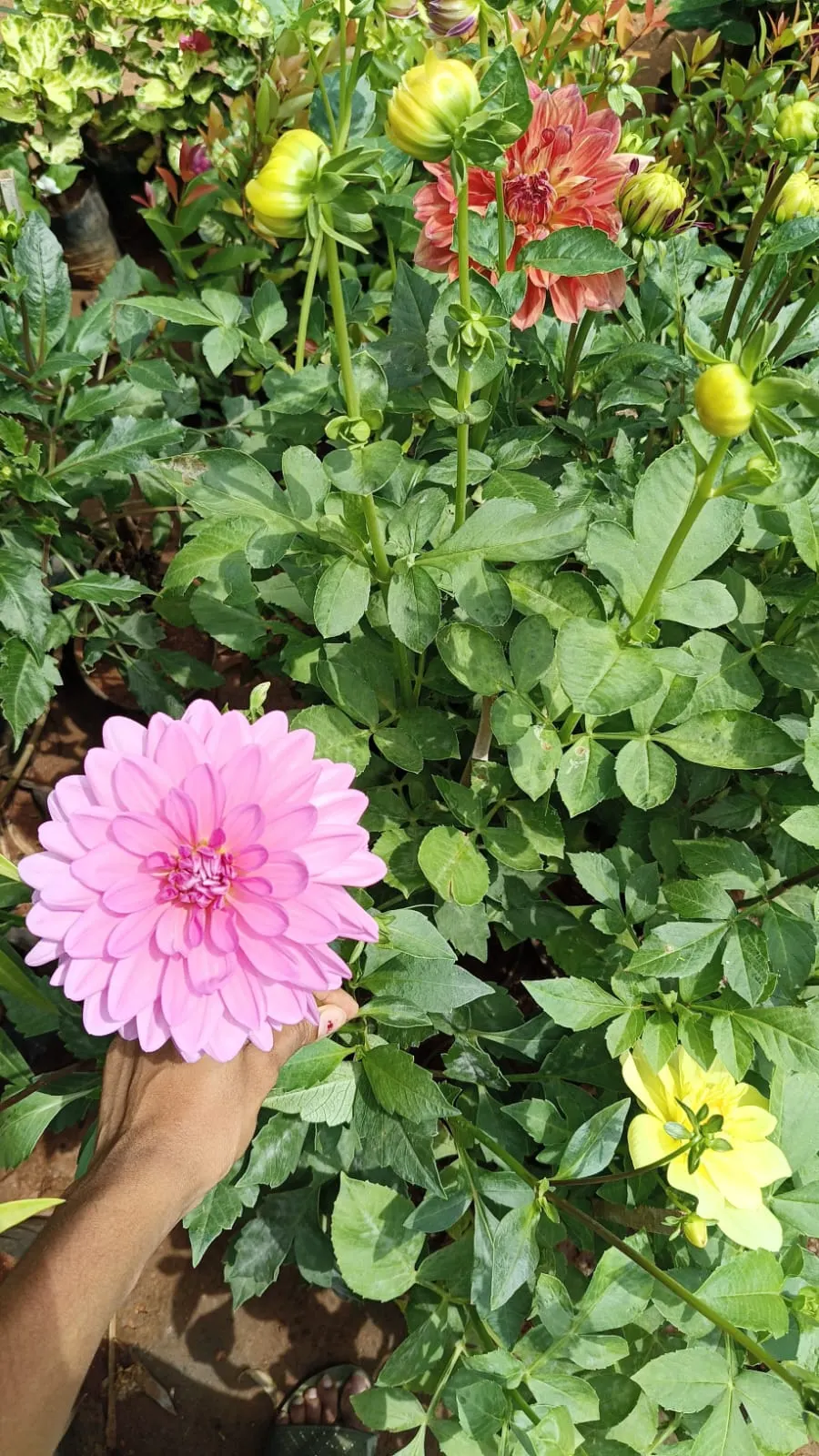 Dahlia (Dahlia 'Kelvin Floodlight') — It requires regular watering; providing a showstopping visual impact