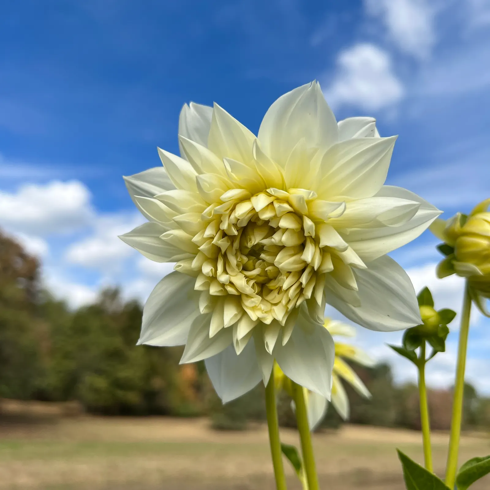 Dahlia (Dahlia 'Kelvin Floodlight') — It requires regular watering; providing a showstopping visual impact, image 102
