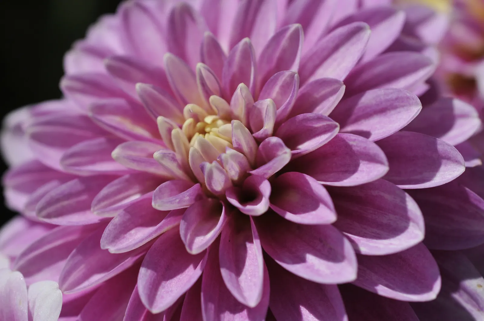 Dahlia (Dahlia 'Kelvin Floodlight') — It requires regular watering