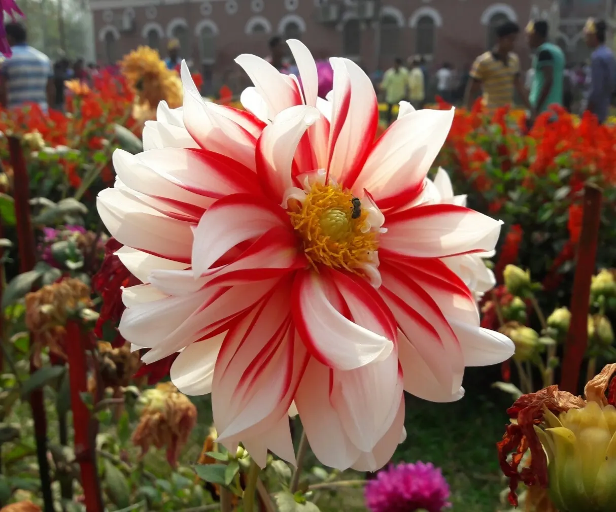 Dahlia (Dahlia 'Kelvin Floodlight') — It requires regular watering; providing a showstopping visual impact, image 58