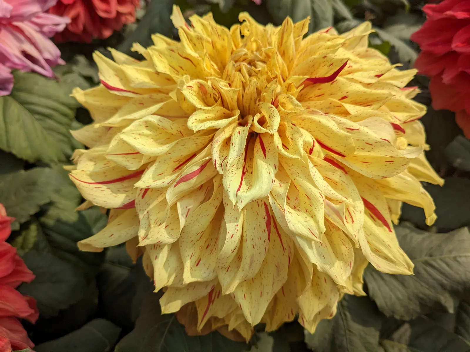 Dahlia (Dahlia 'Kelvin Floodlight') — it stands tall at about 36-48 inches with a spread of up to 24 inches; flowering from midsummer until the, image 49