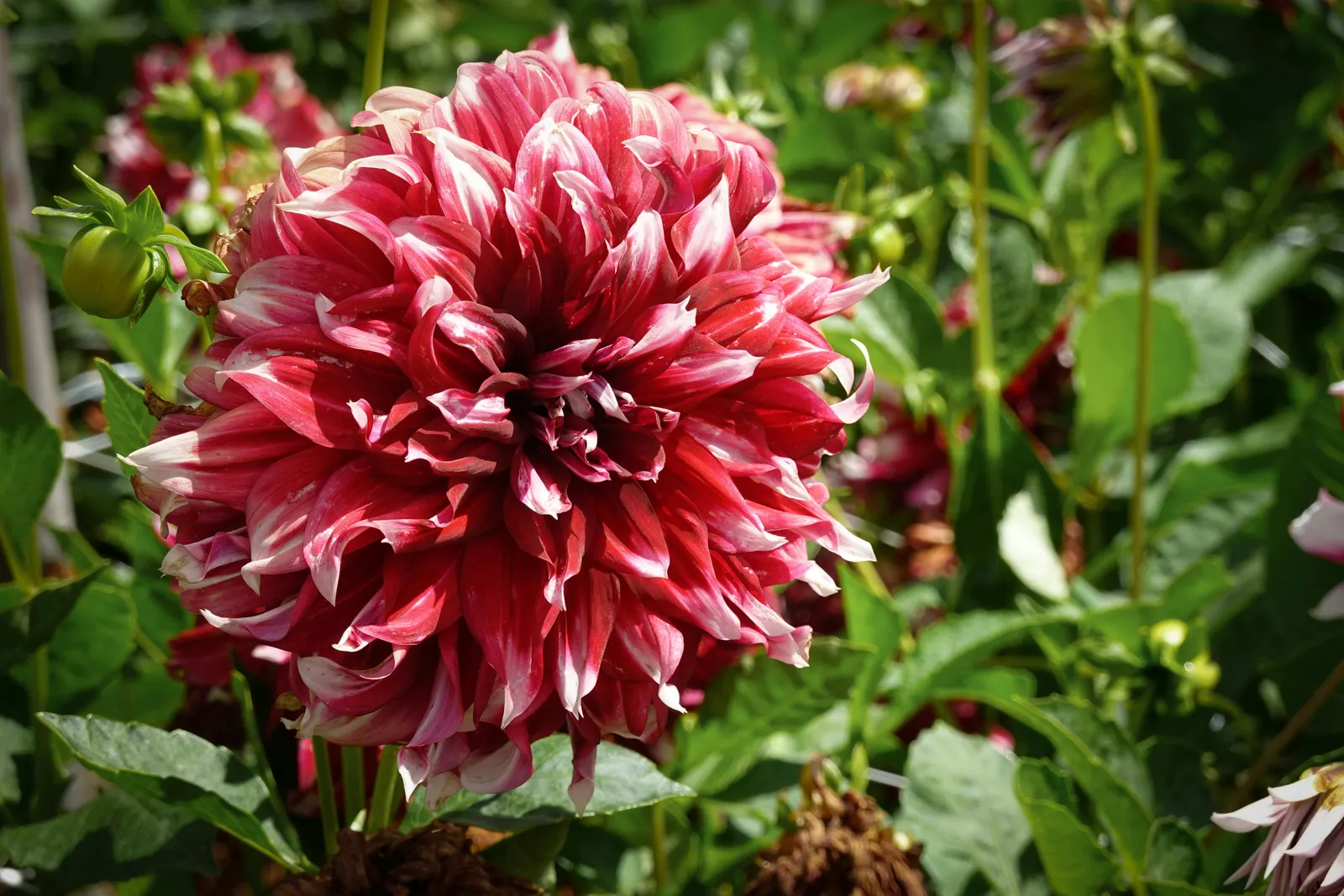 Dahlia (Dahlia 'Kelvin Floodlight') — Dahlia 'Kelvin Floodlight' is renowned for its enormous; ideal for borders or as a stunning focal point, image 89