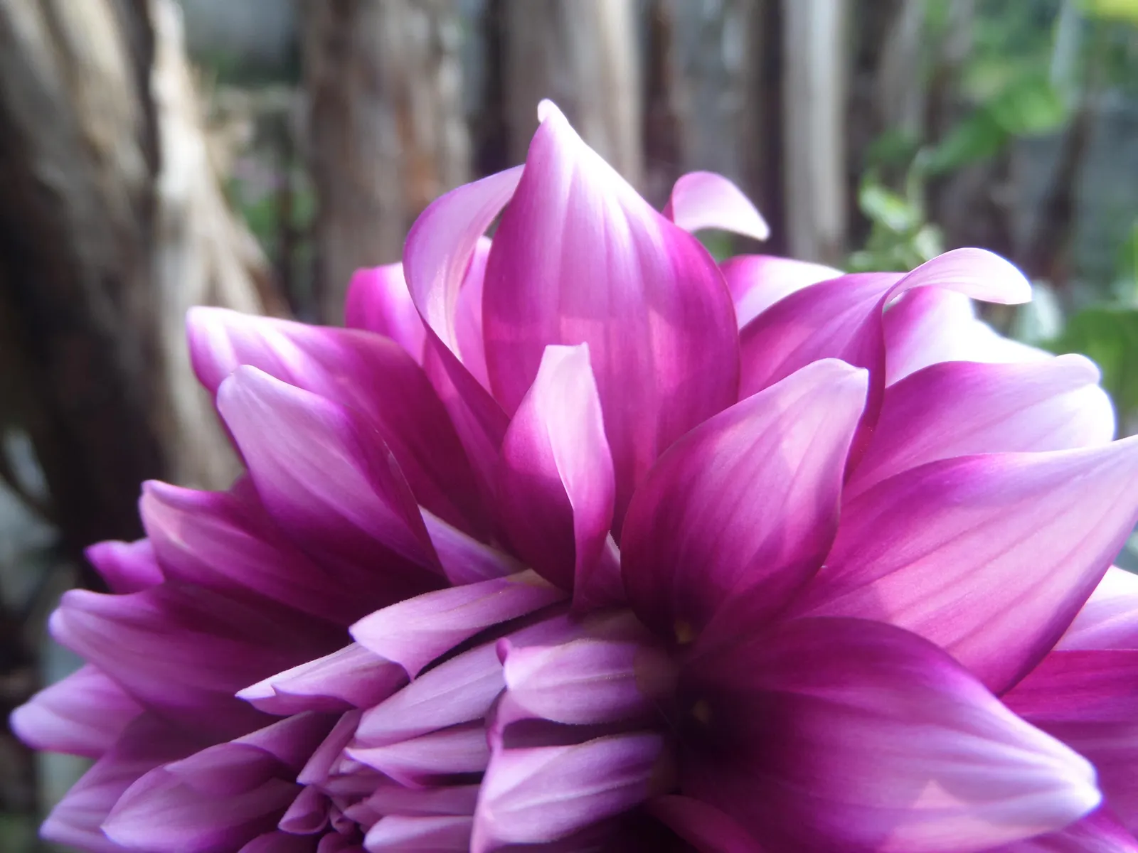 Dahlia (Dahlia 'Kelvin Floodlight') — bulb for full or half; ensuring that any garden space will captivate with its cheerful yellow hues, image 88