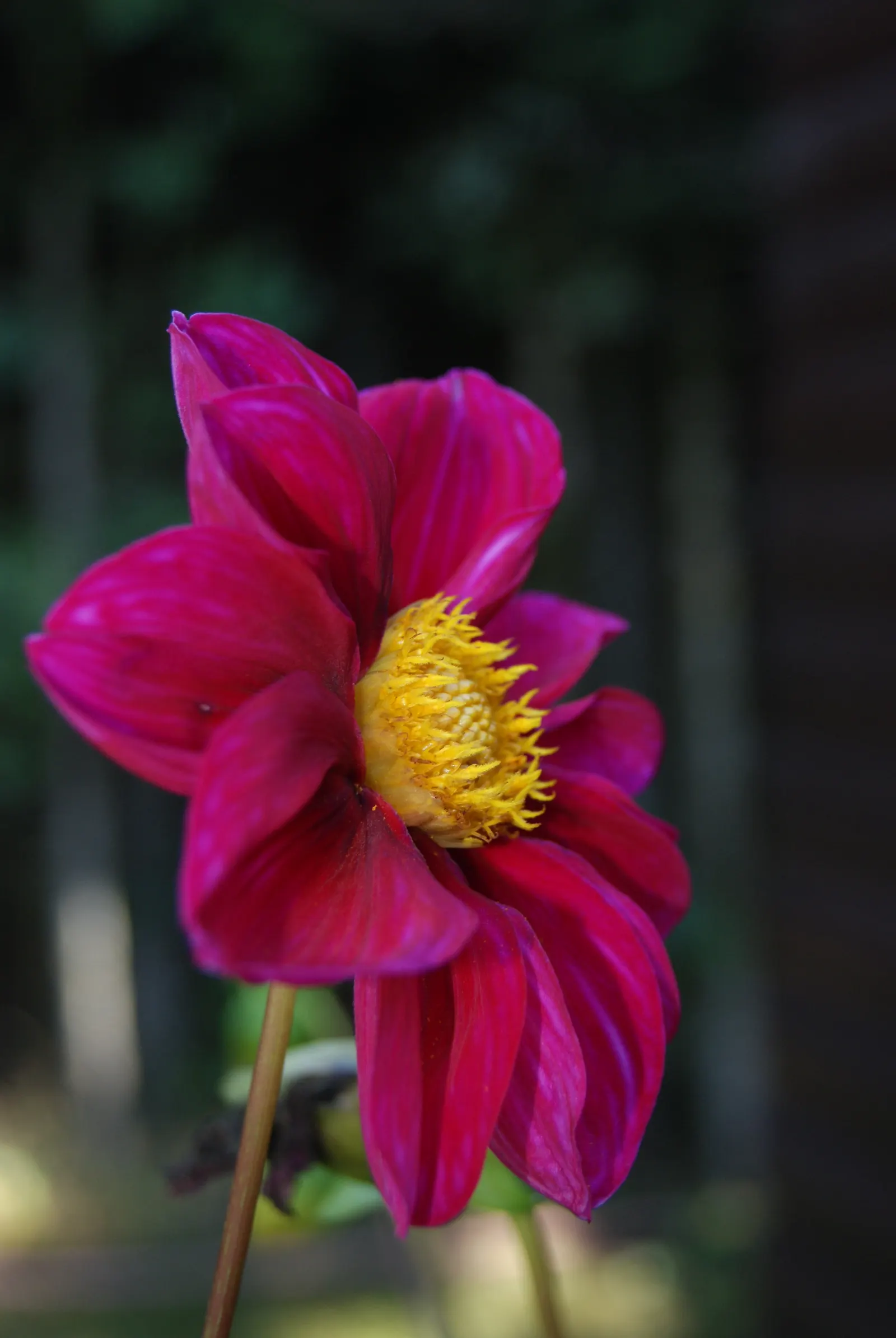 Dahlia (Dahlia 'Kelvin Floodlight') — This herbaceous perennial thrives in USDA zones 8-11 and requires full sun for optimal growth; this cultivar, image 69