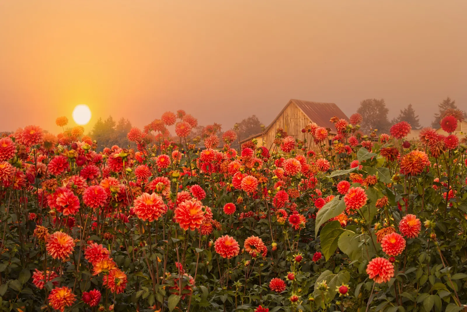 Dahlia (Dahlia 'Kelvin Floodlight') — The plant can reach a height of 36 to 48 inches with a spread of about 24 to 36 inches; especially during dry, image 100