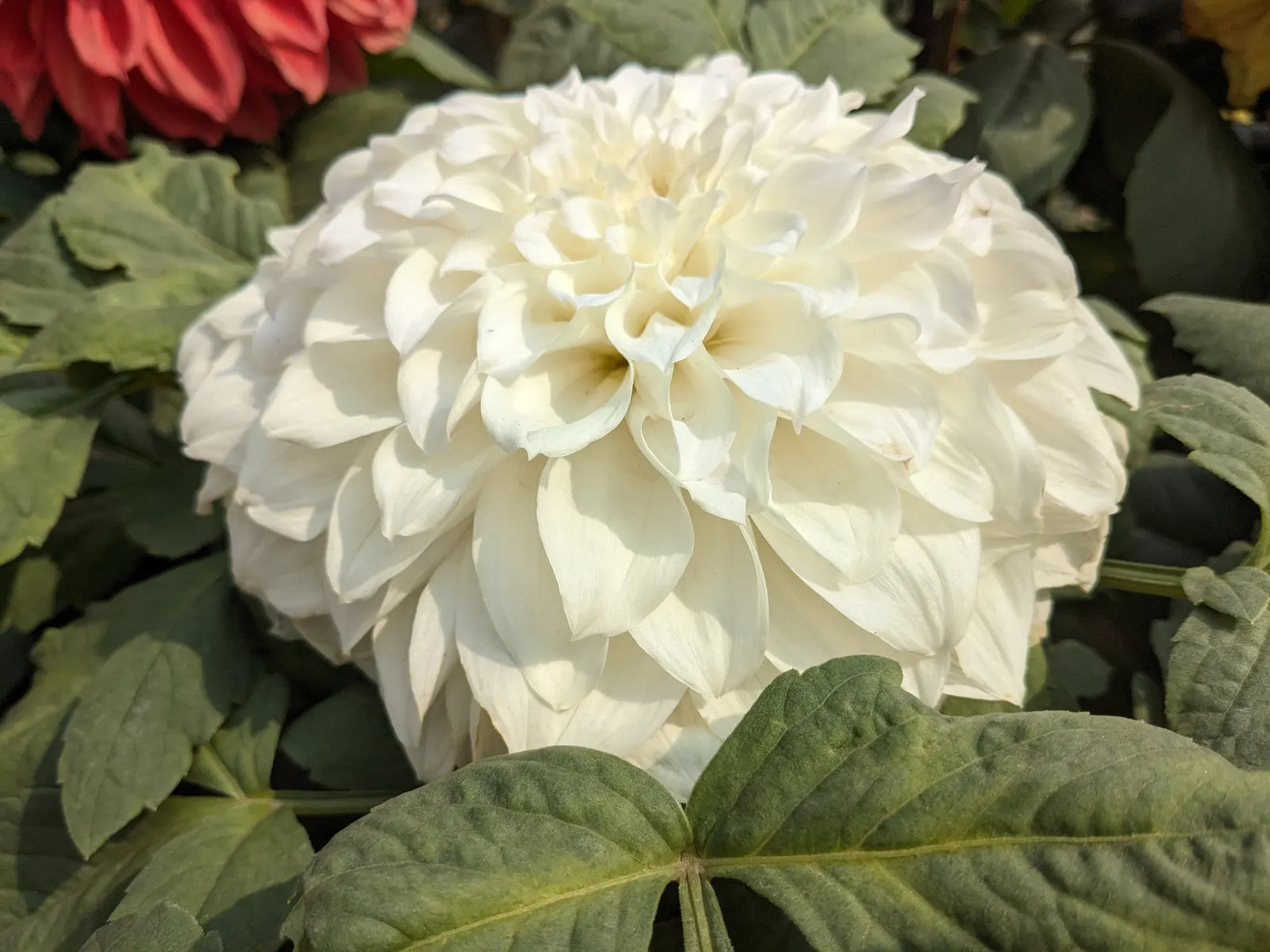 Dahlia (Dahlia 'Kelvin Floodlight') — especially during dry periods