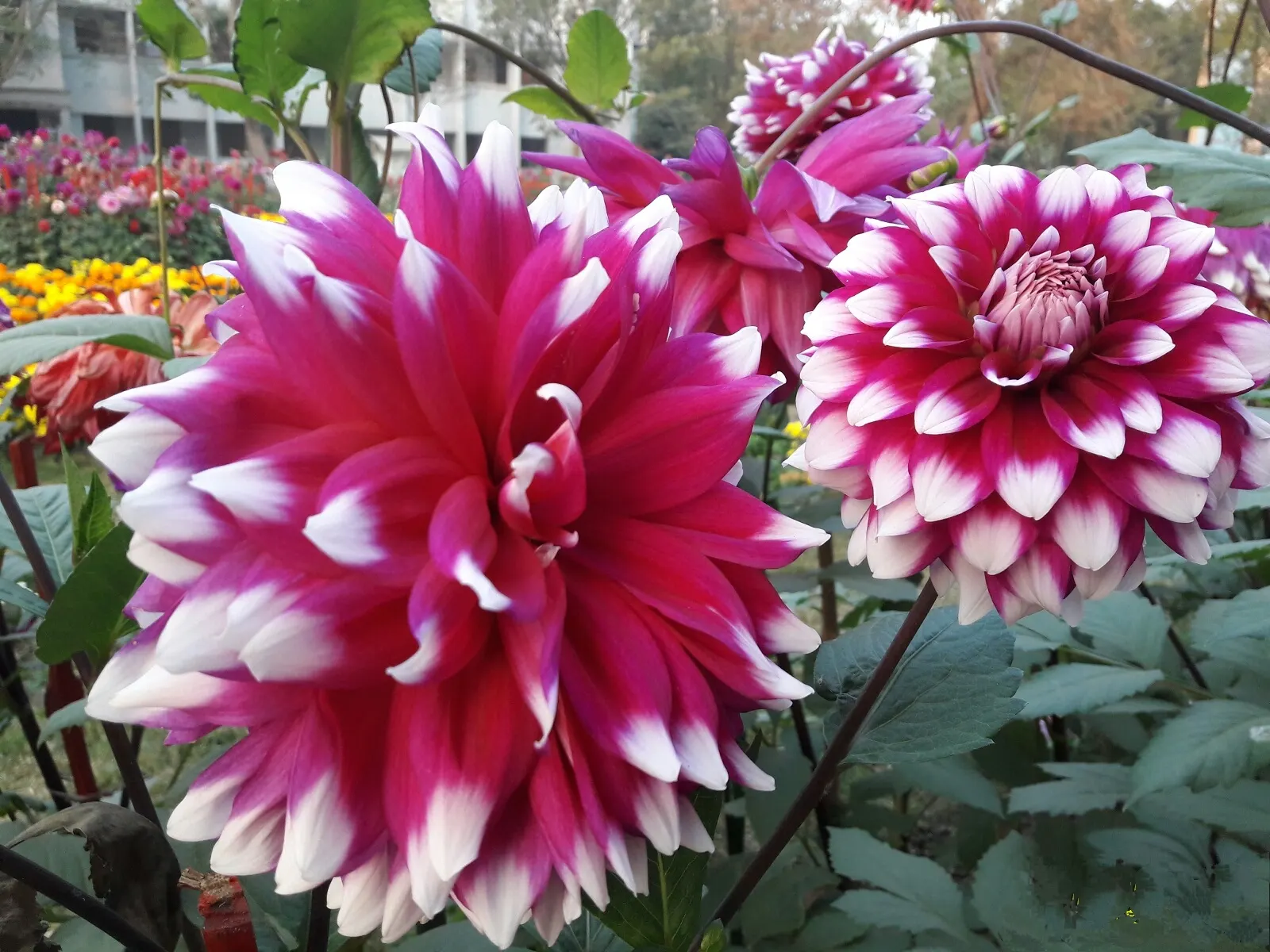 Dahlia (Dahlia 'Kelvin Floodlight') — providing a showstopping visual impact; reaching up to 10 inches in diameter