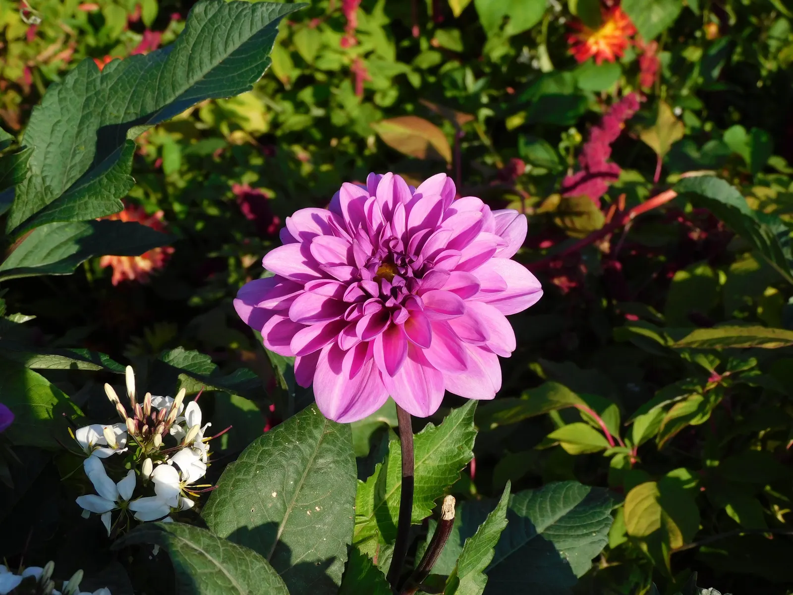 Dahlia (Dahlia 'Kelvin Floodlight') — Ideal for borders or as a stunning focal point