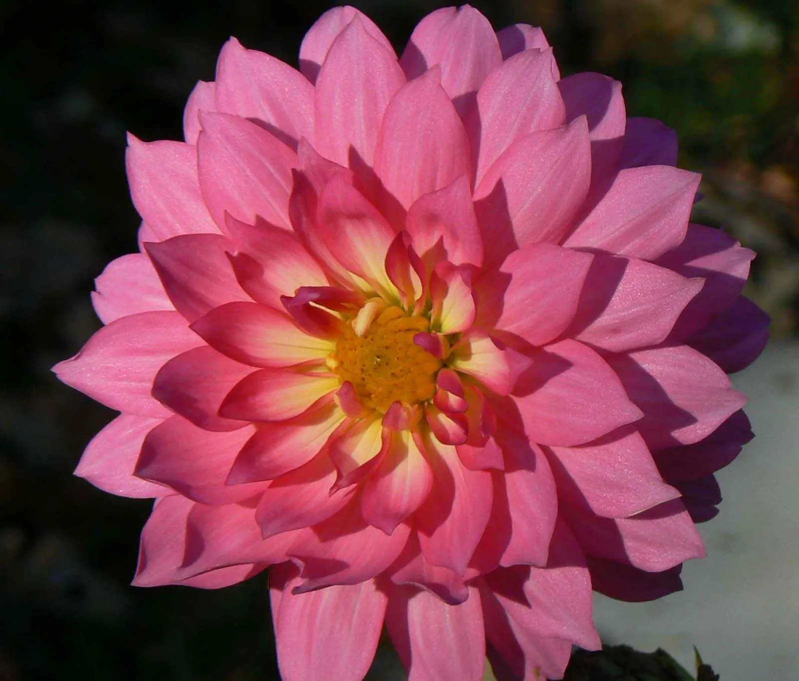 Dahlia (Dahlia 'Kelvin Floodlight') — reaching up to 10 inches in diameter; 'Kelvin Floodlight' thrives in well-drained soil, image 46