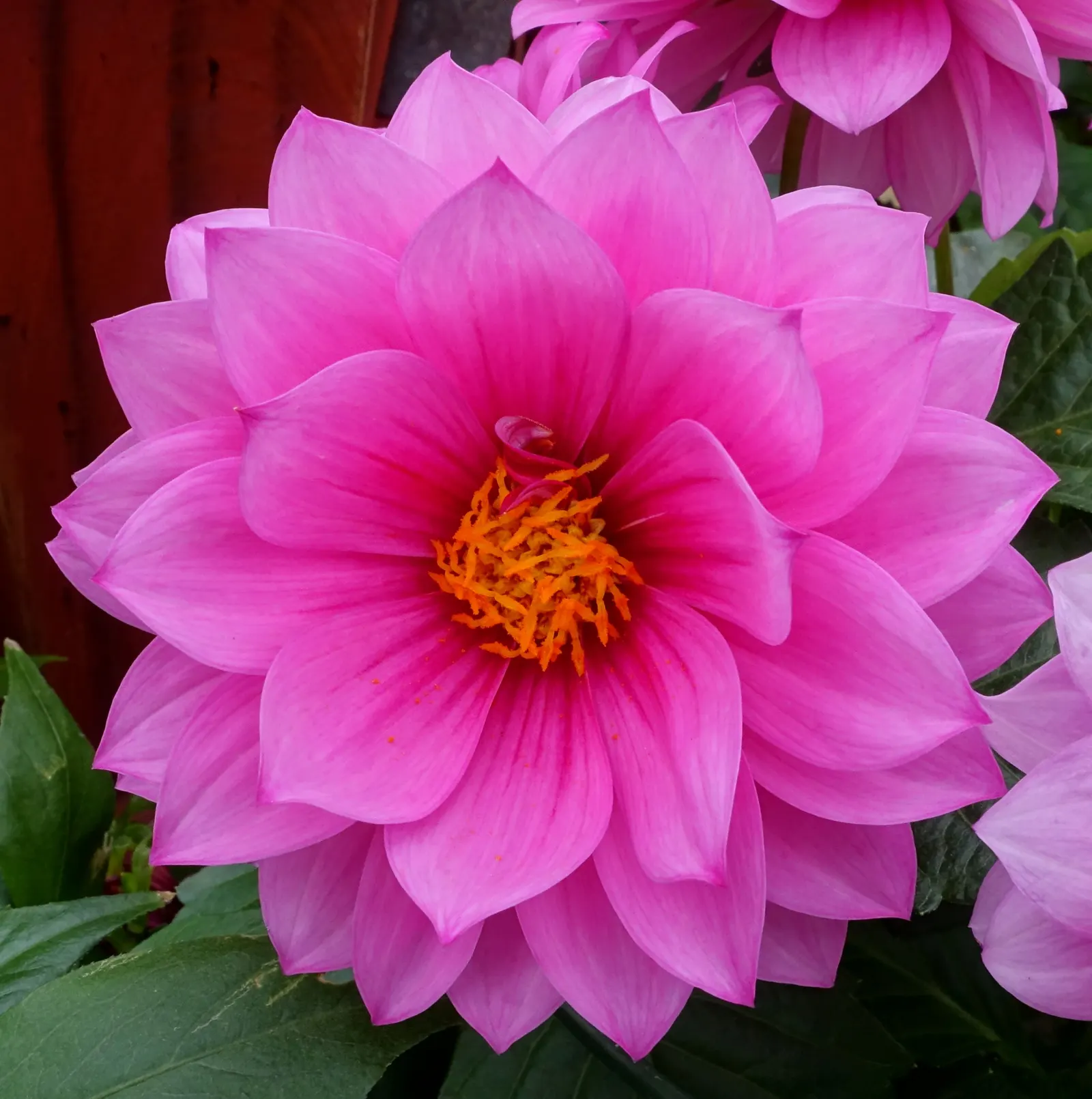 Dahlia (Dahlia 'Kelvin Floodlight') — reaching up to 10 inches in diameter; 'Kelvin Floodlight' thrives in well-drained soil, image 112