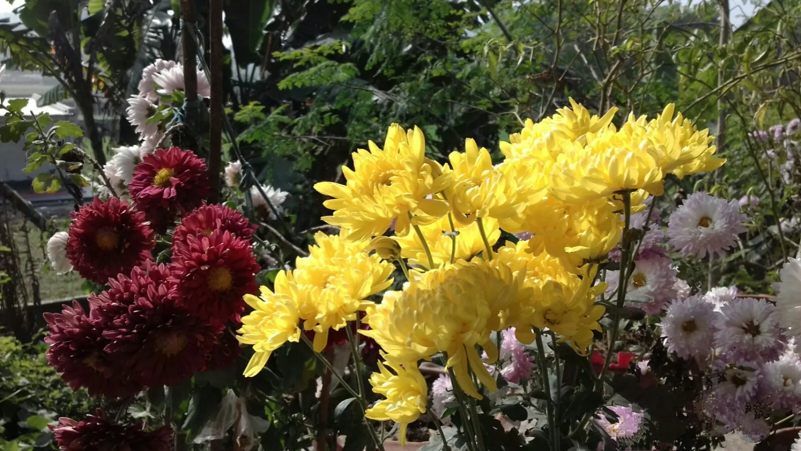 Dahlia (Dahlia 'Kelvin Floodlight') — Well-draining soil and regular watering will ensure a vibrant display from late summer to first frost, image 50