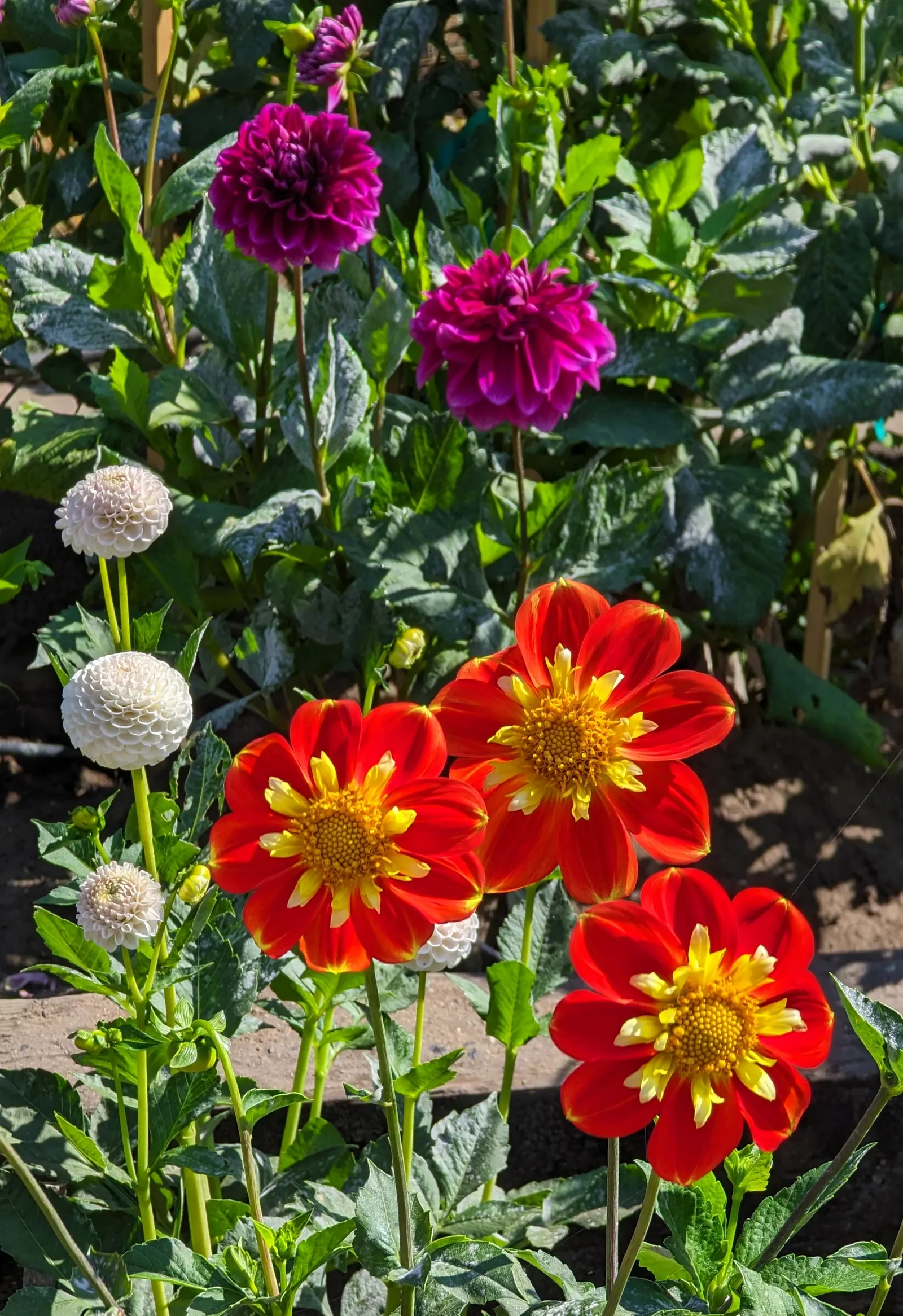 Dahlia (Dahlia 'Kelvin Floodlight') — making them a favorite for both garden displays and cut flower arrangements; to maintain its lush, image 119